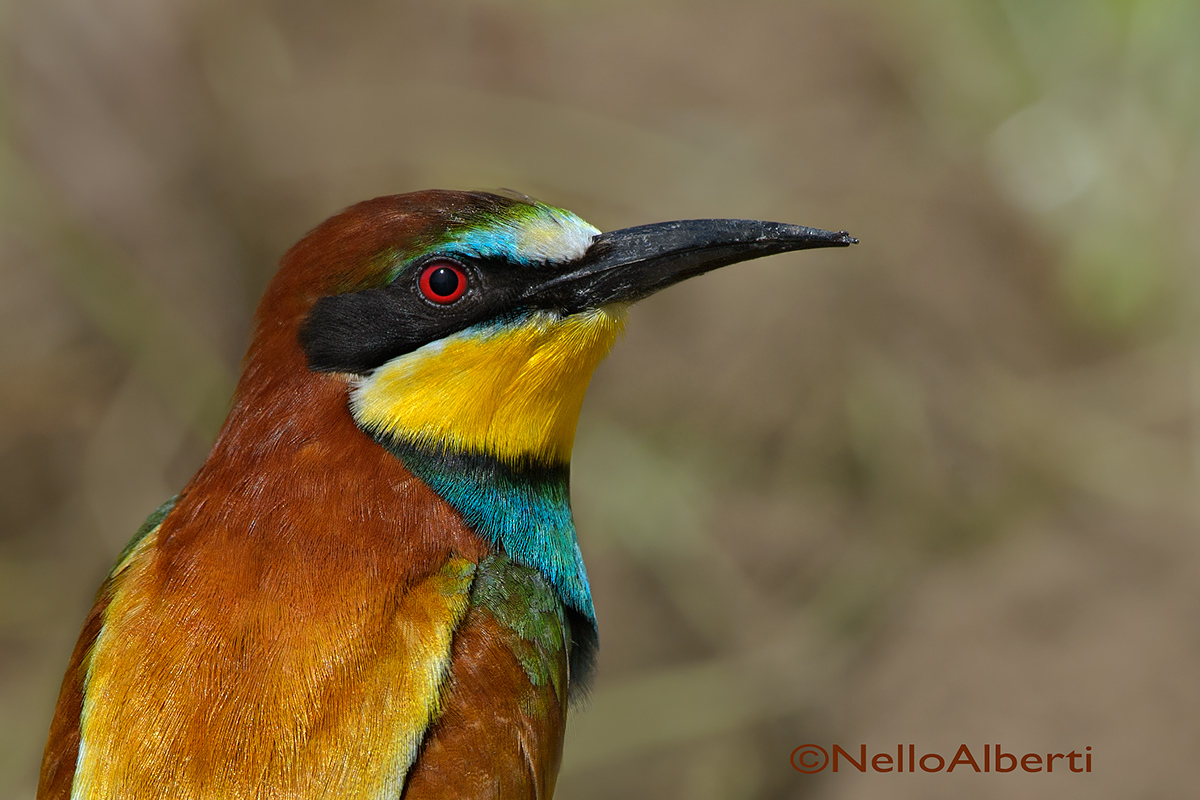 bee-eater in 2013 promo plan