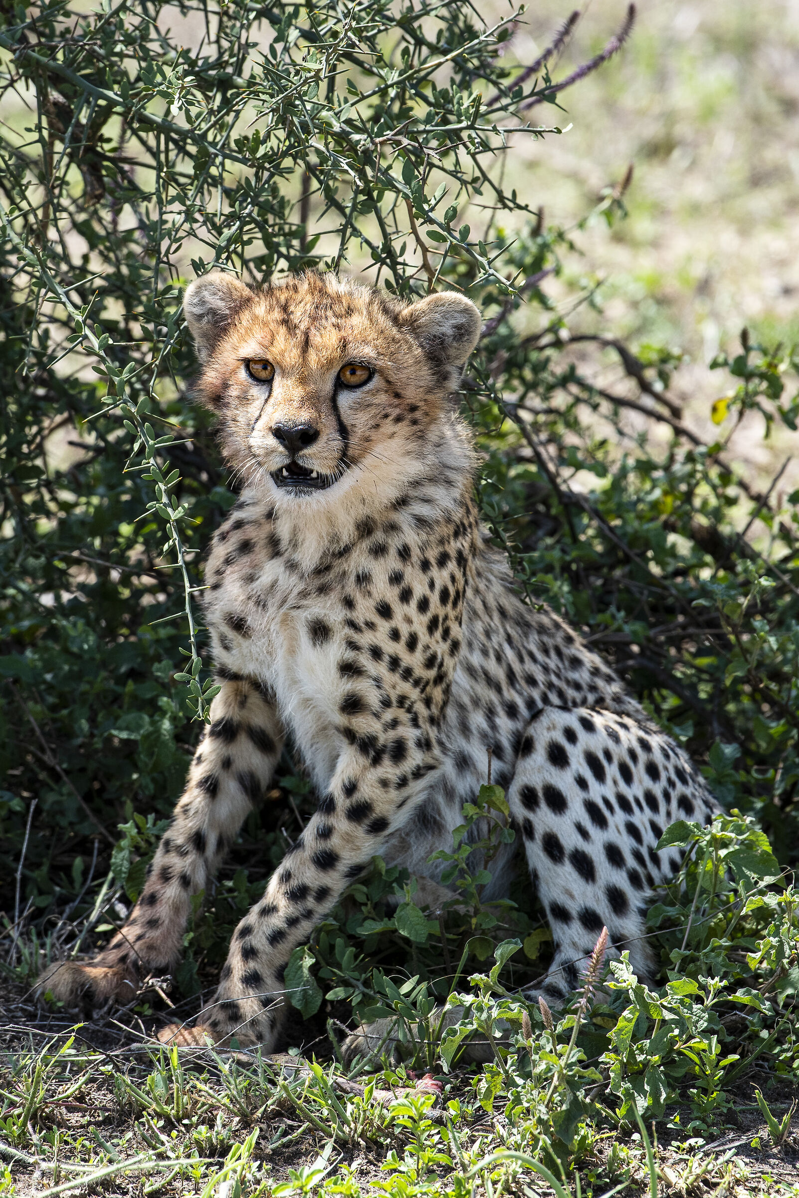 Cheetah