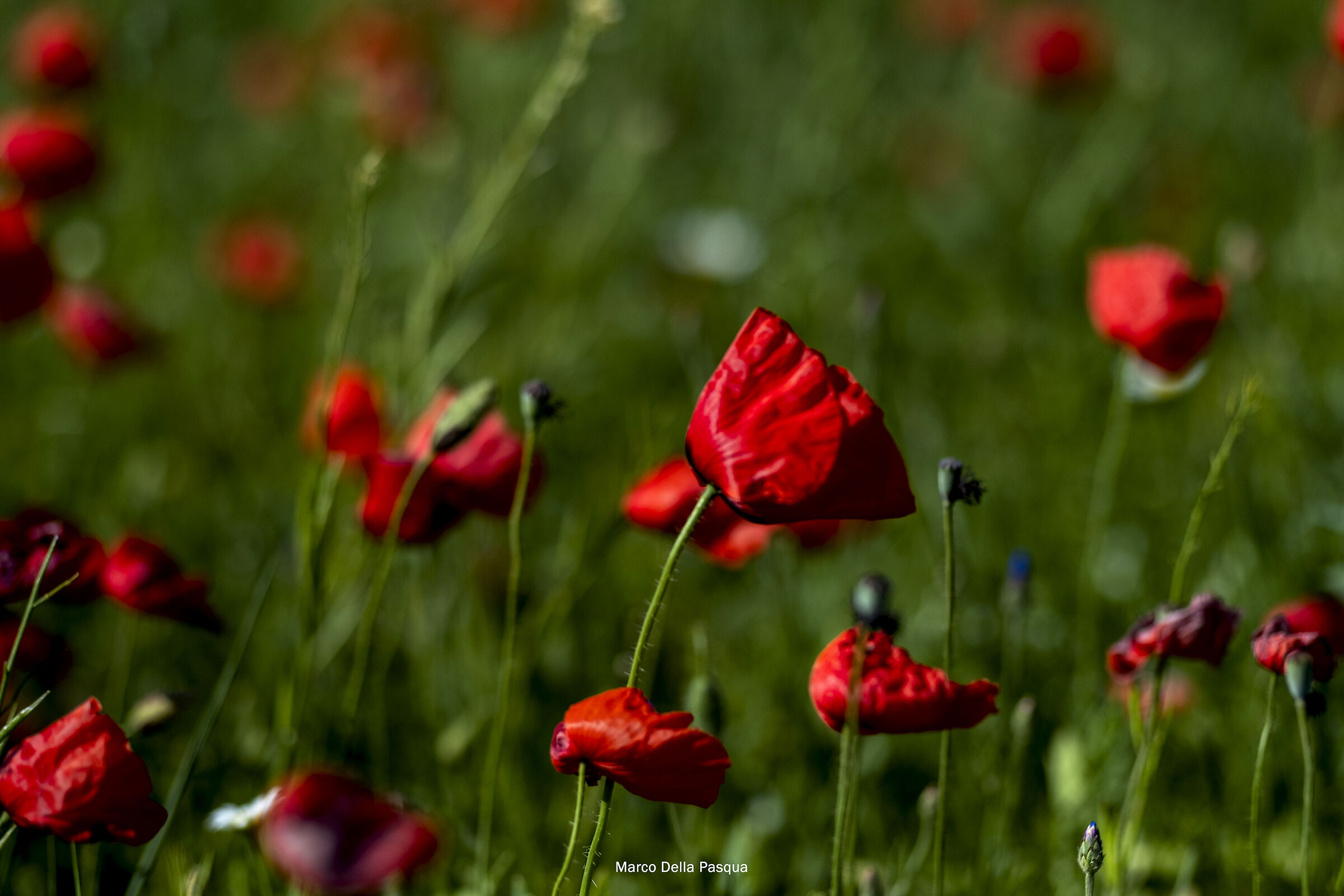 Castelluccio-4