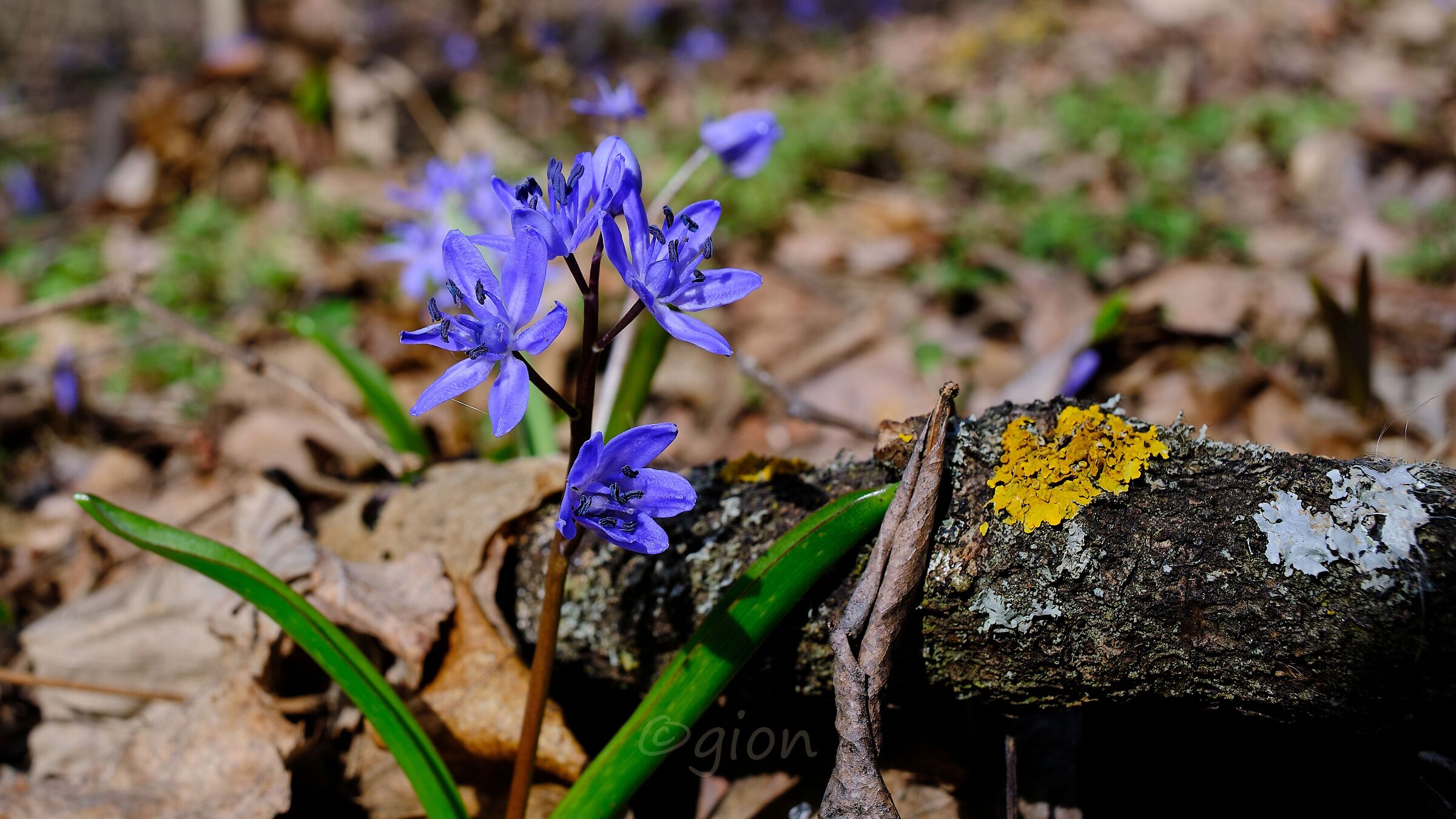 Scilla bifolia