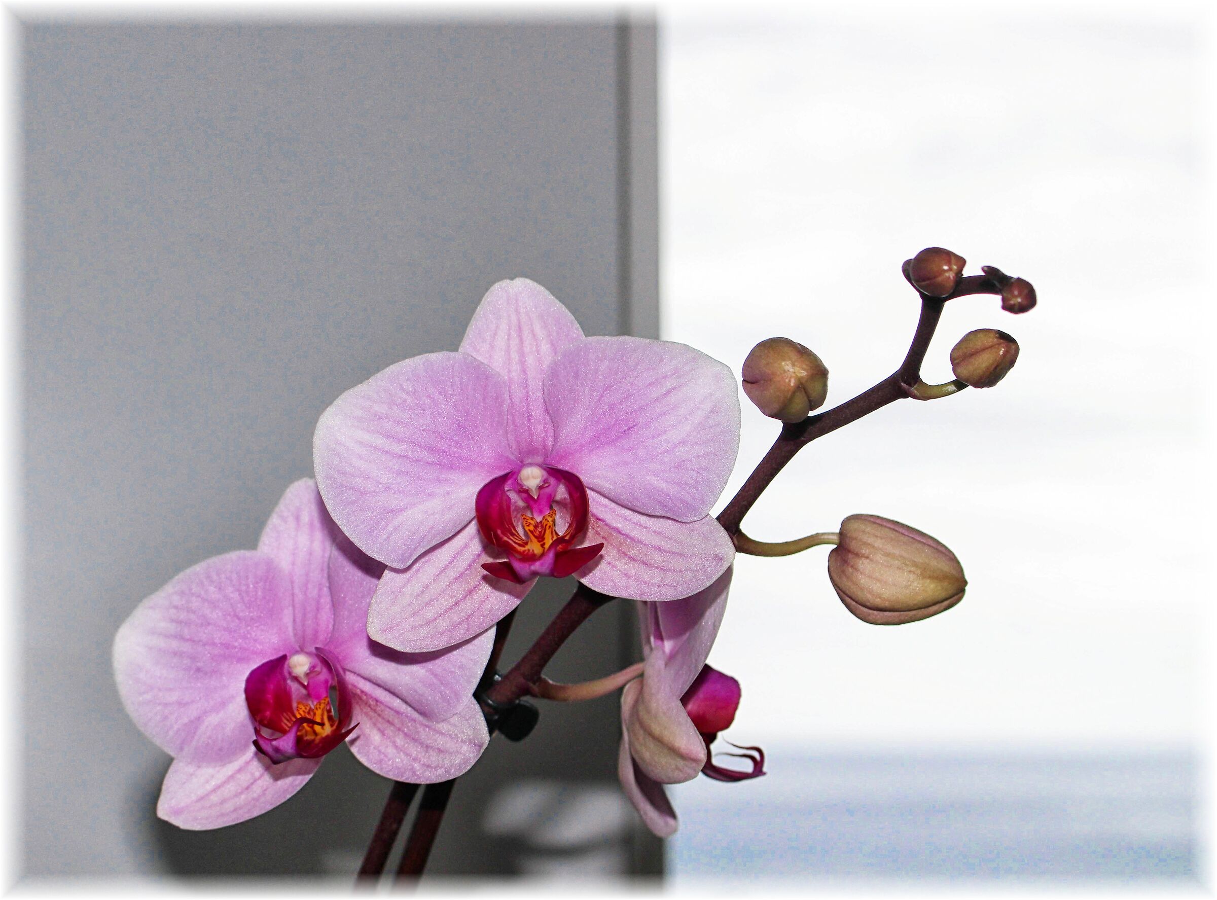 They are back to bloom... The orcidee