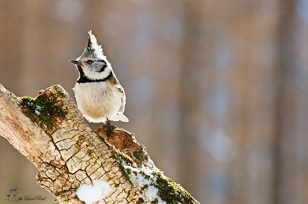 Crested Tit - Crested tit