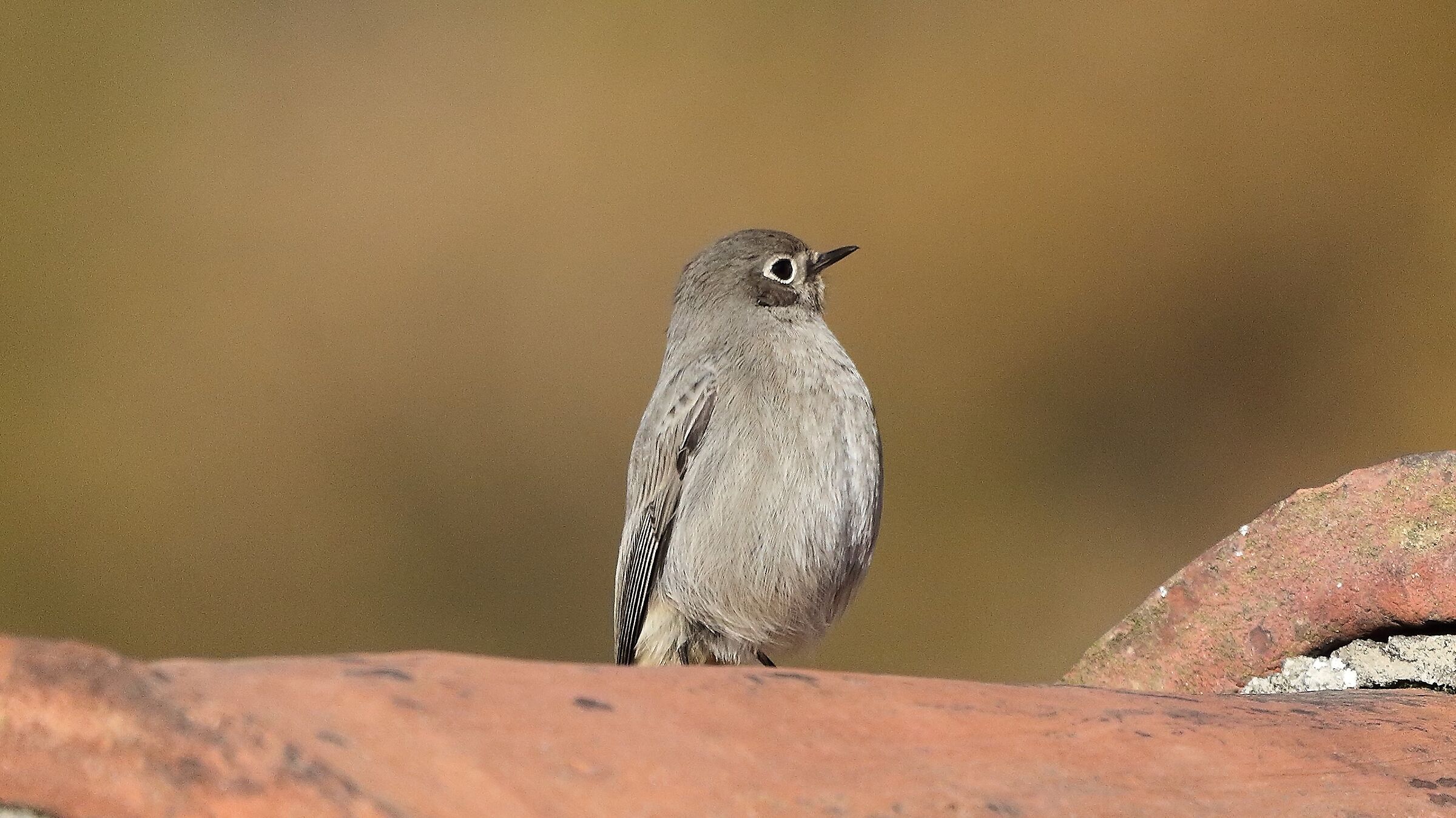 Codirosso 17 dicembre 2022