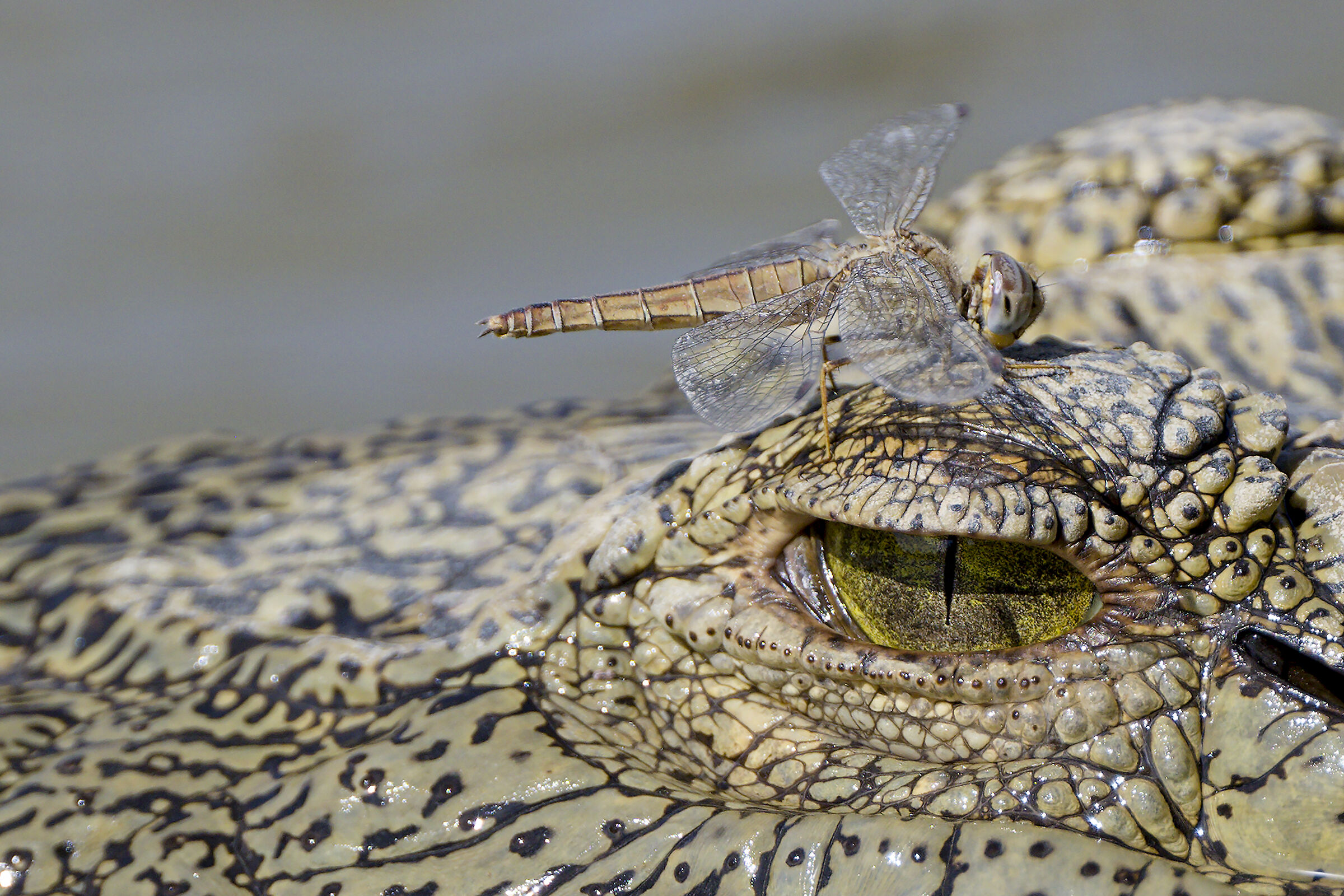 dragonfly above the eye