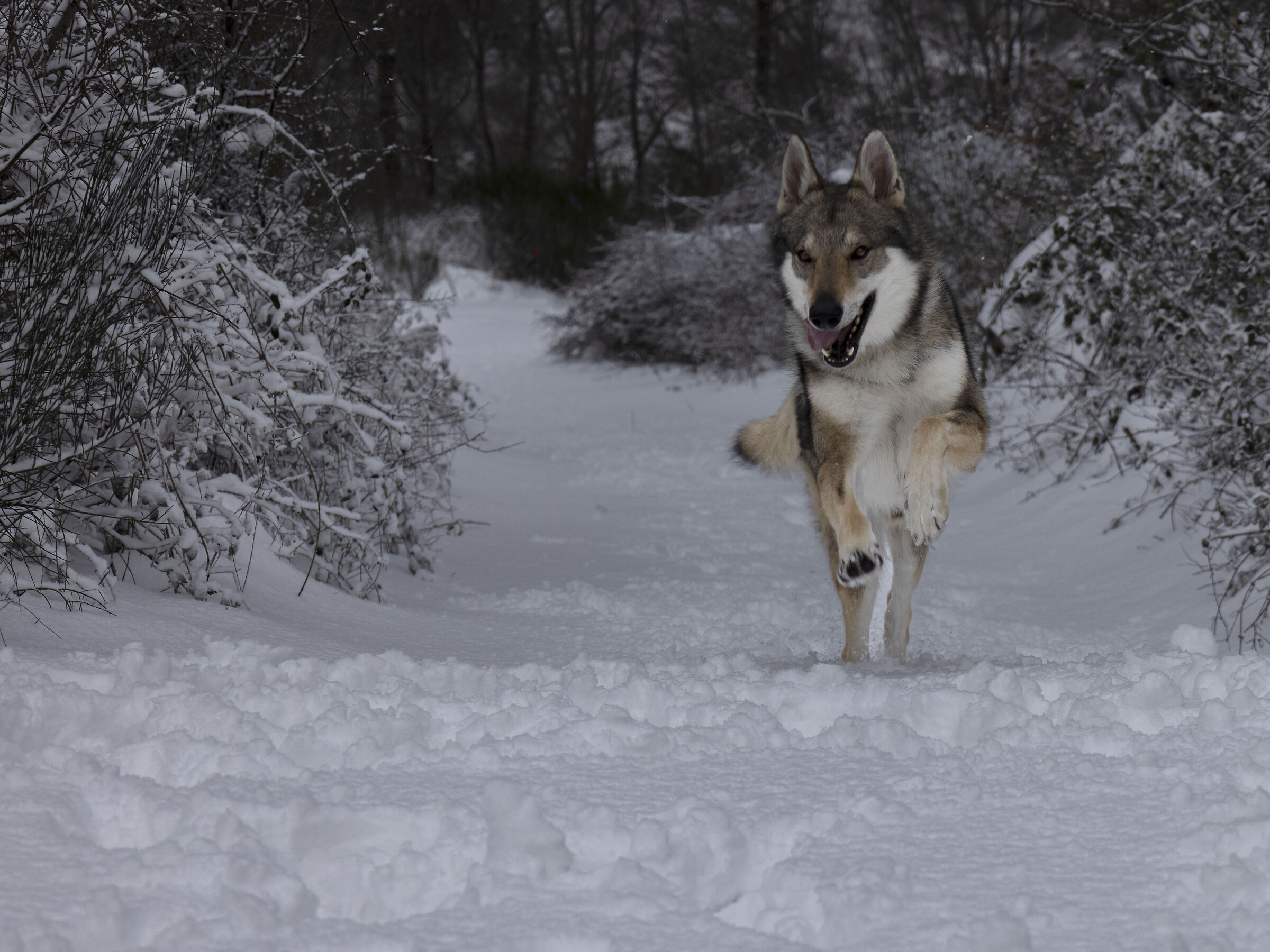 Jason Cane Lupo Cecoslovacco