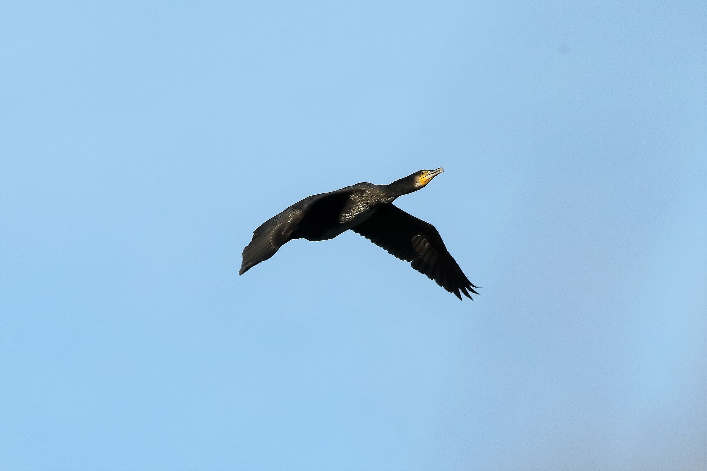 Cormorano 27-12-2022