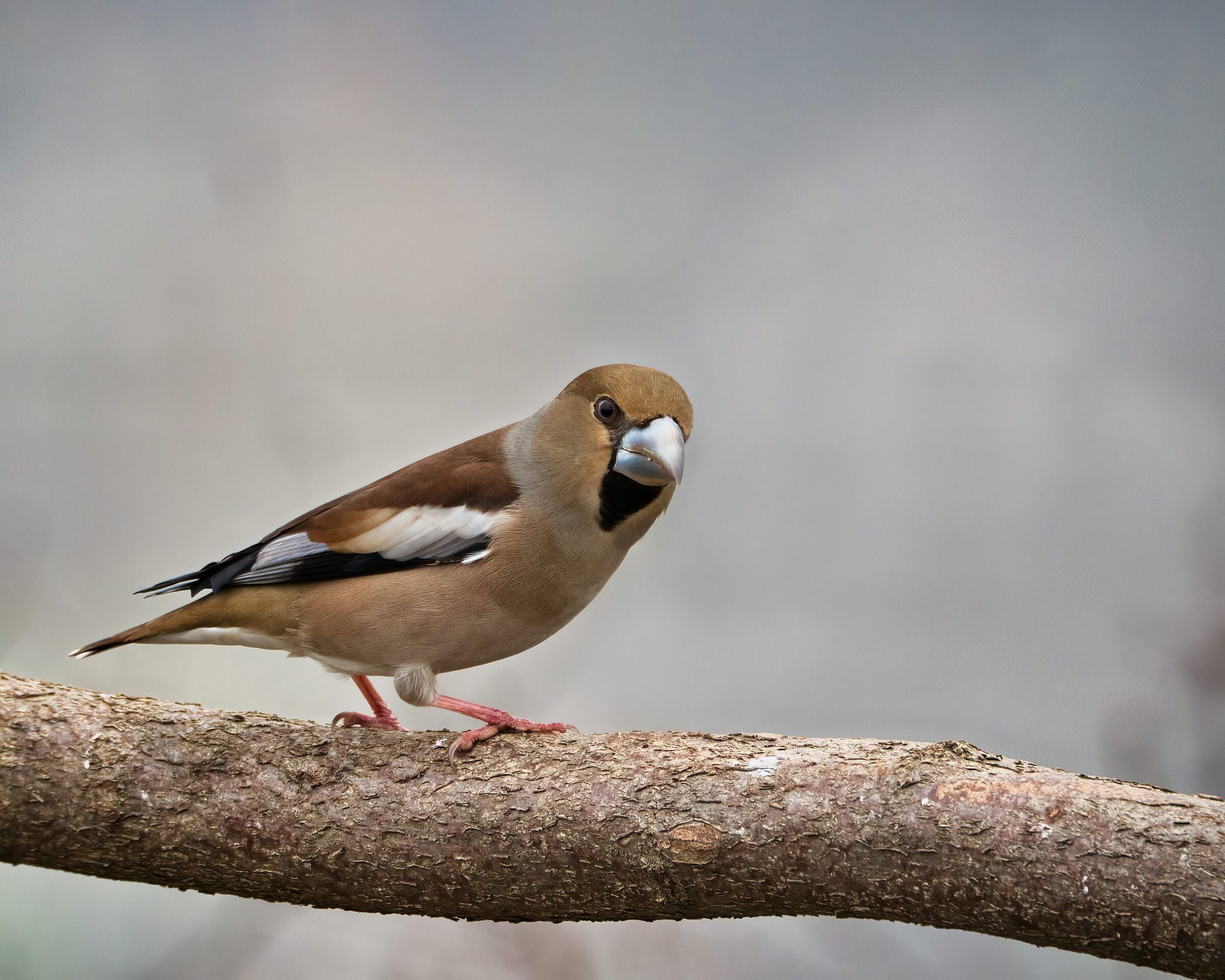 Hawfinch