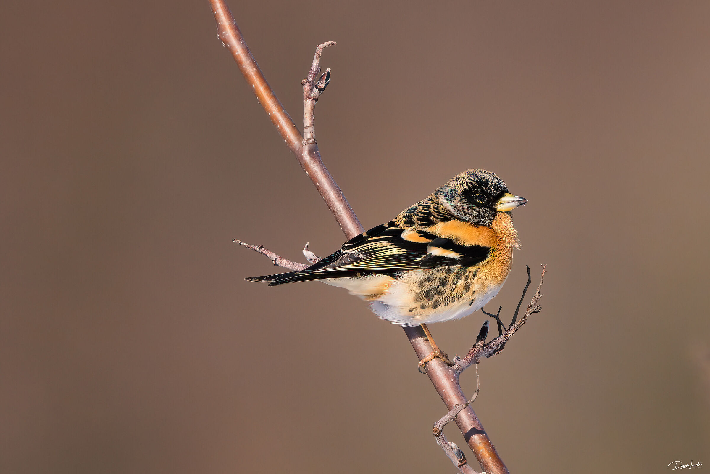 Brambling