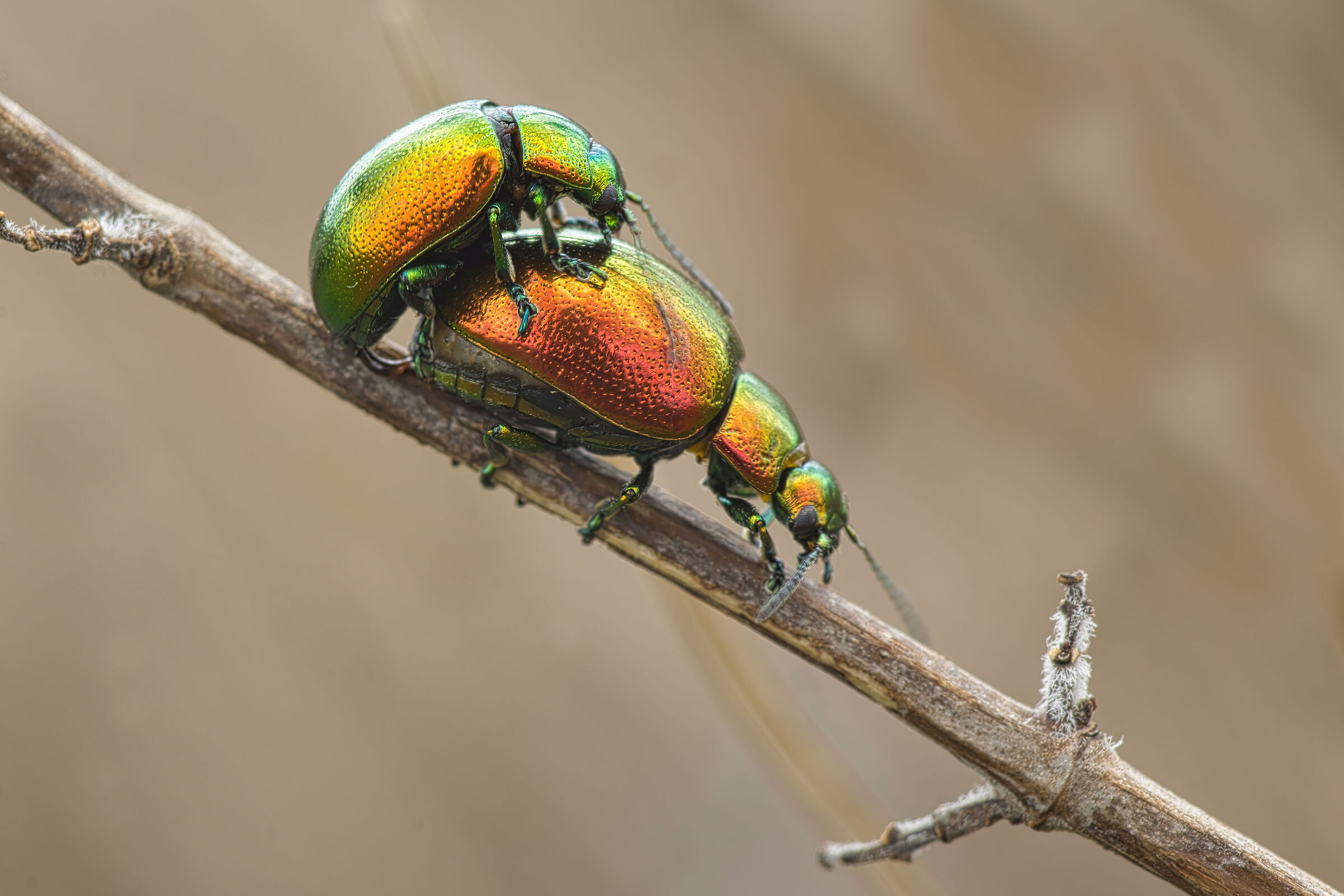 Chrysolina herbacea.