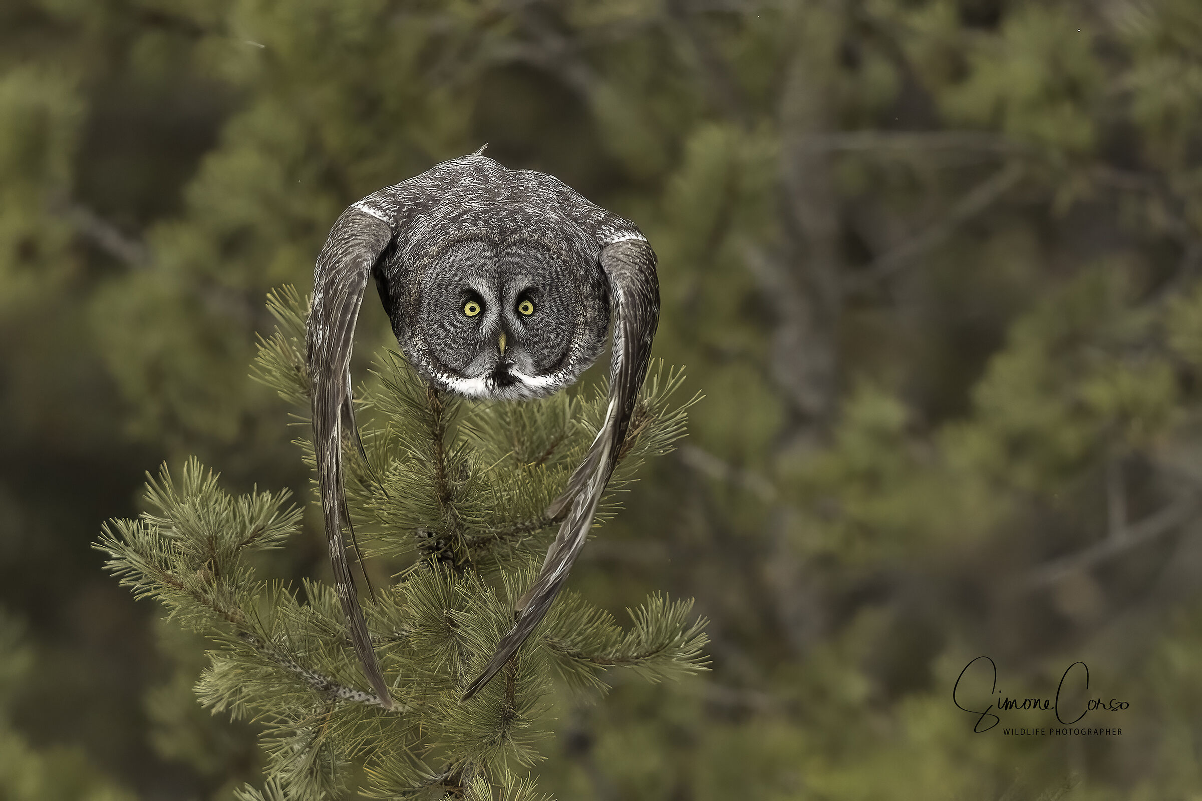 Strix Nebulosa - Allocco di Lapponia