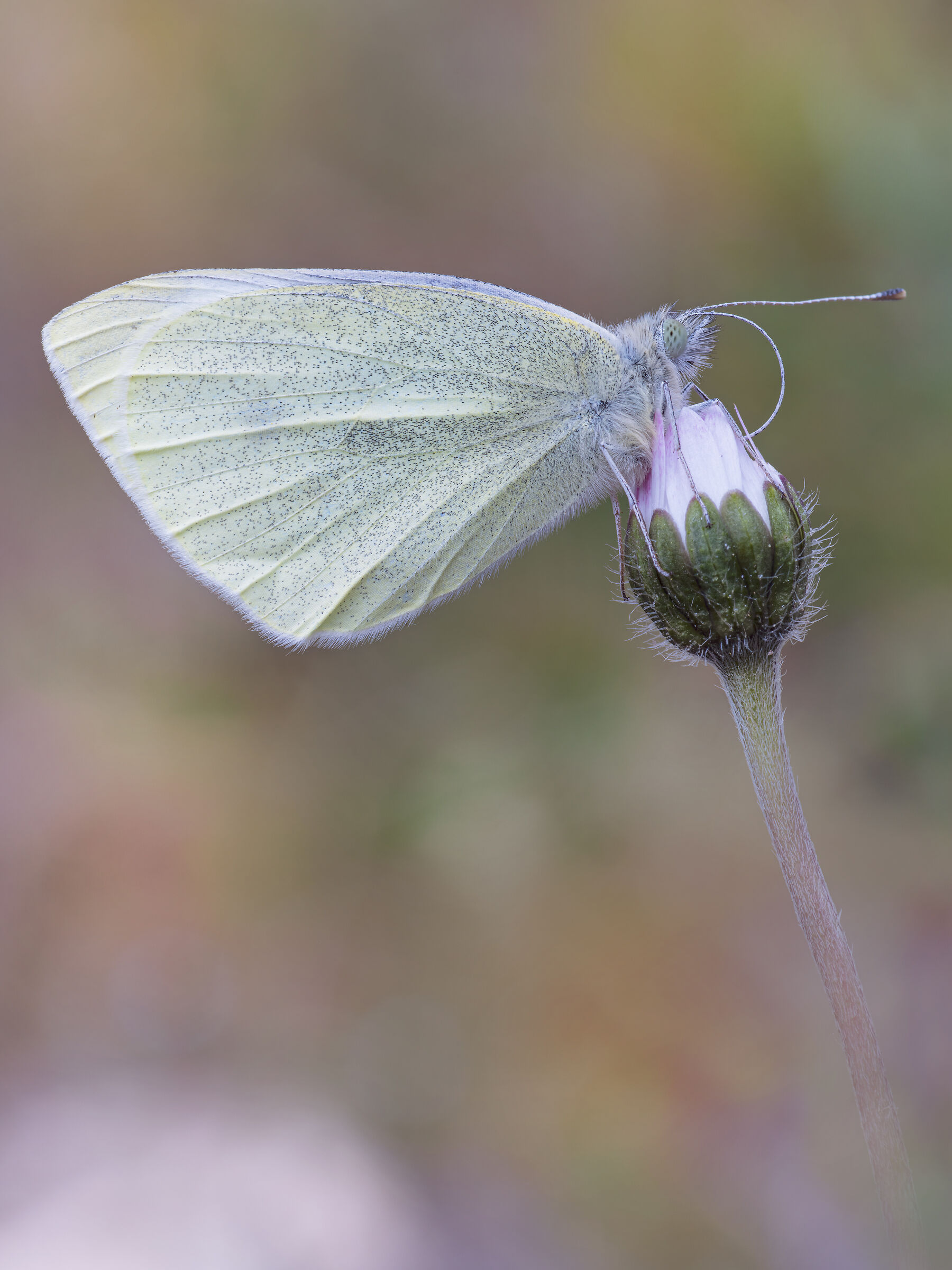 Pieris rapae (Linnaeus, 1758)