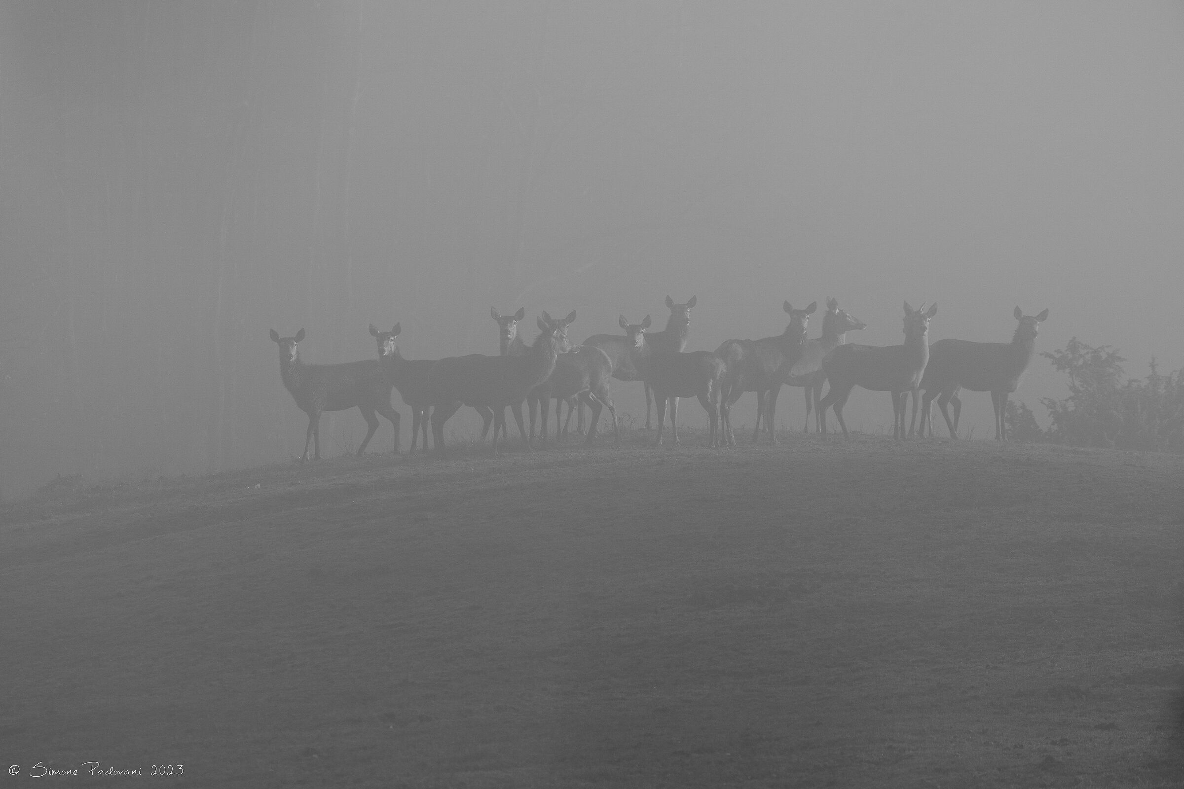 Dodici bellezze nella nebbia...