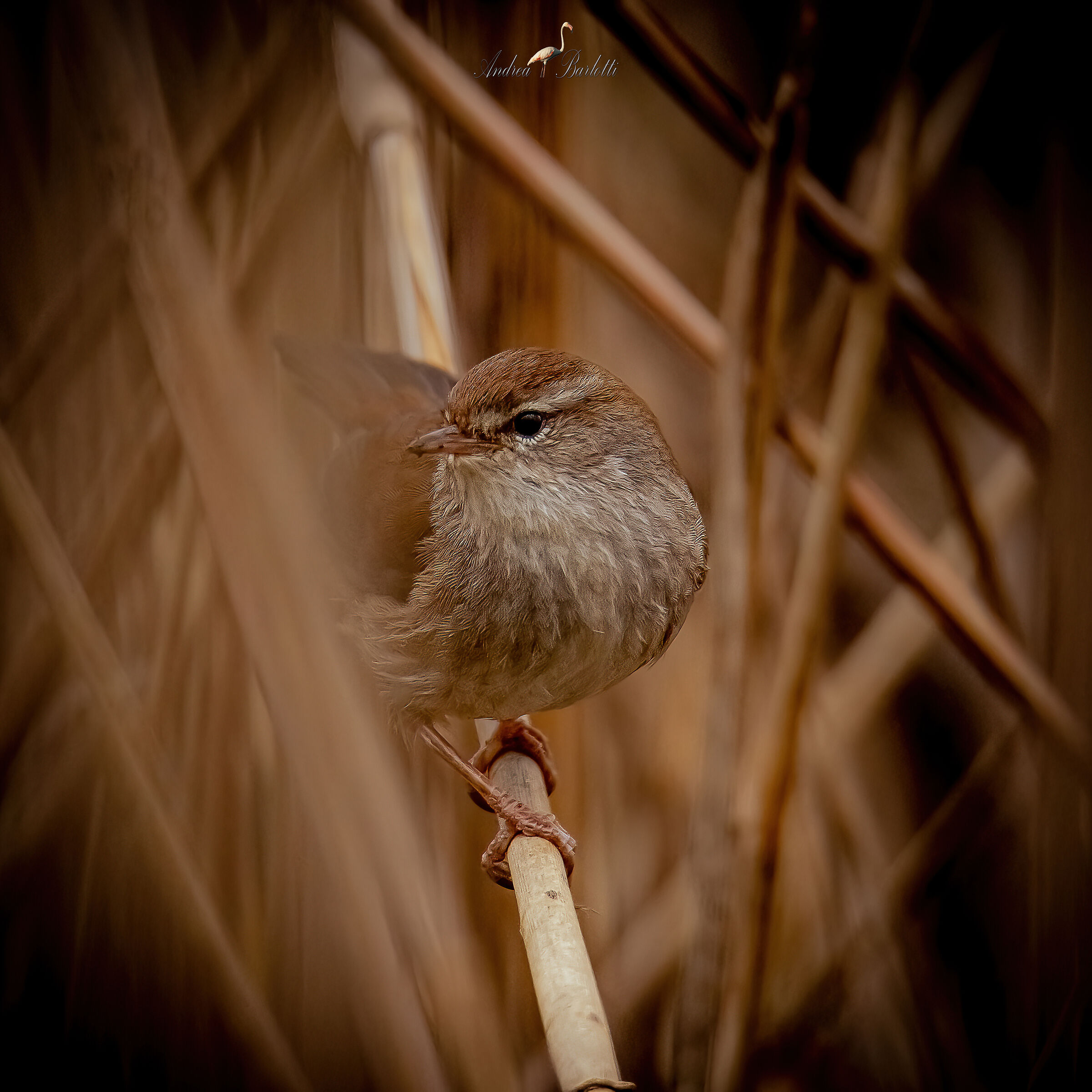 In the thick of the reeds
