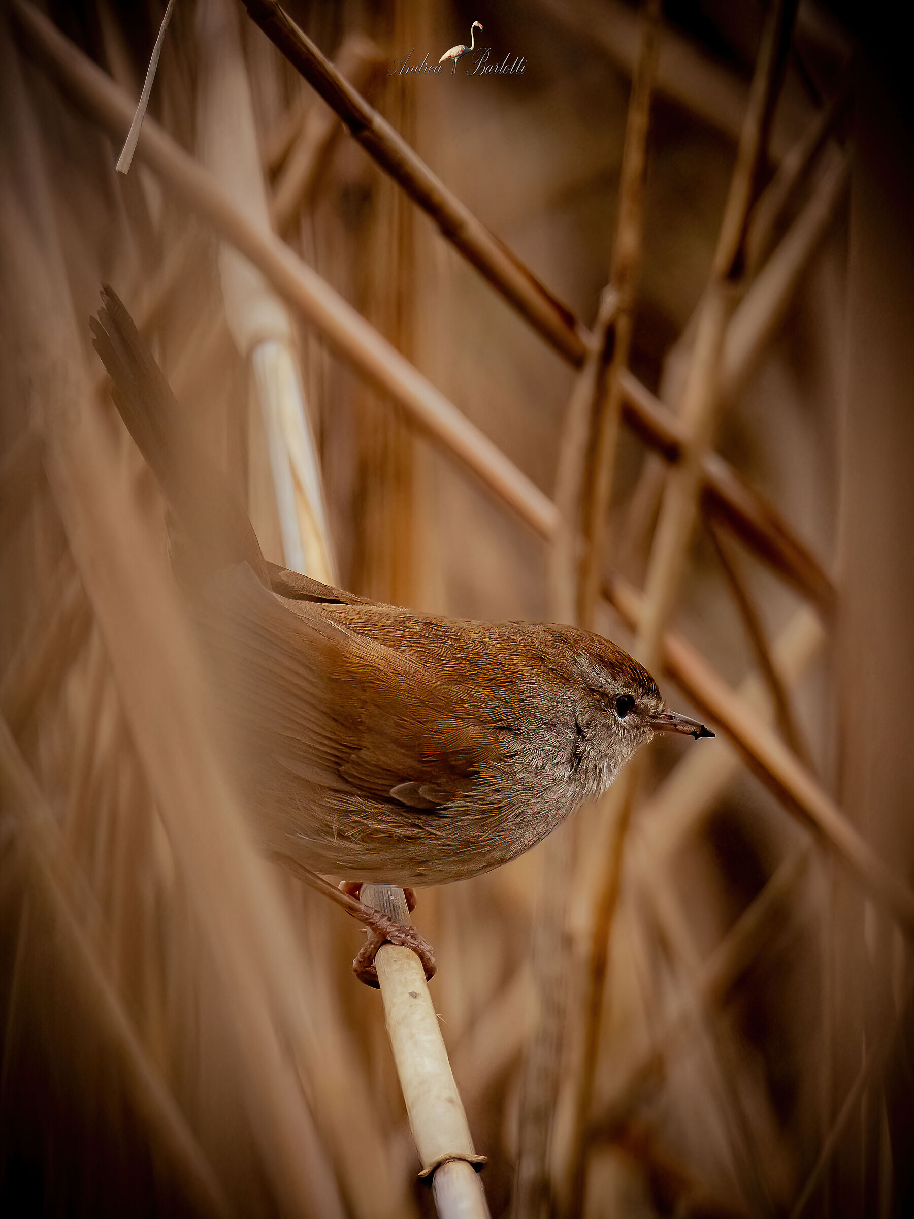 River nightingale