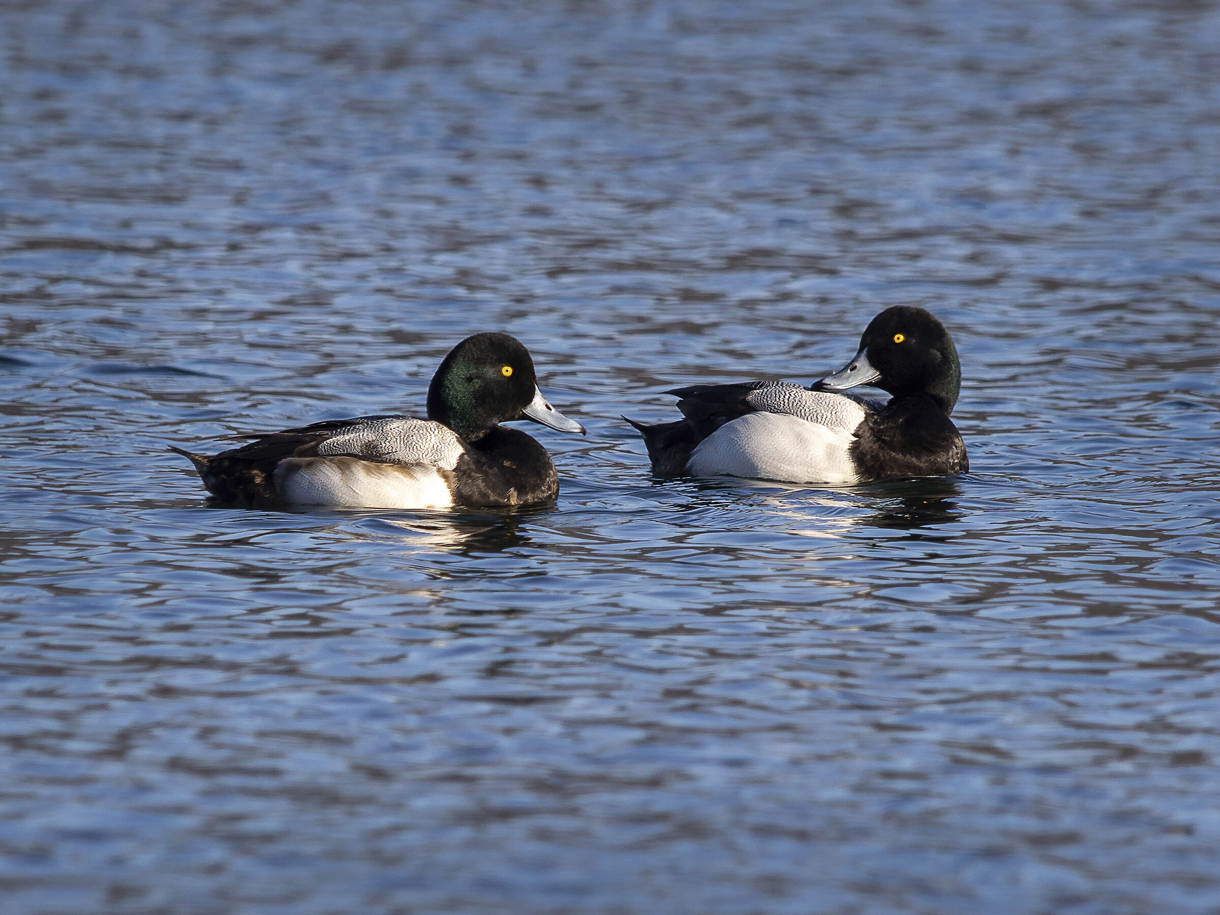 Greater scaup