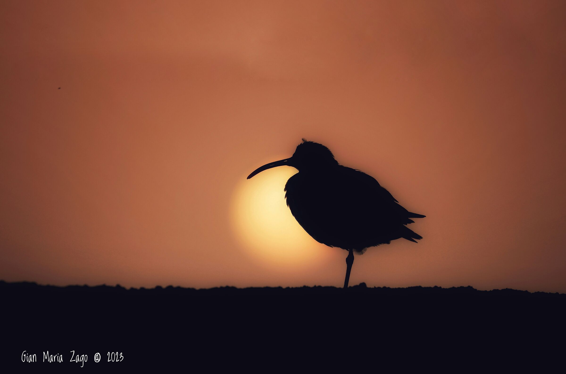 Sunset and small curlew
