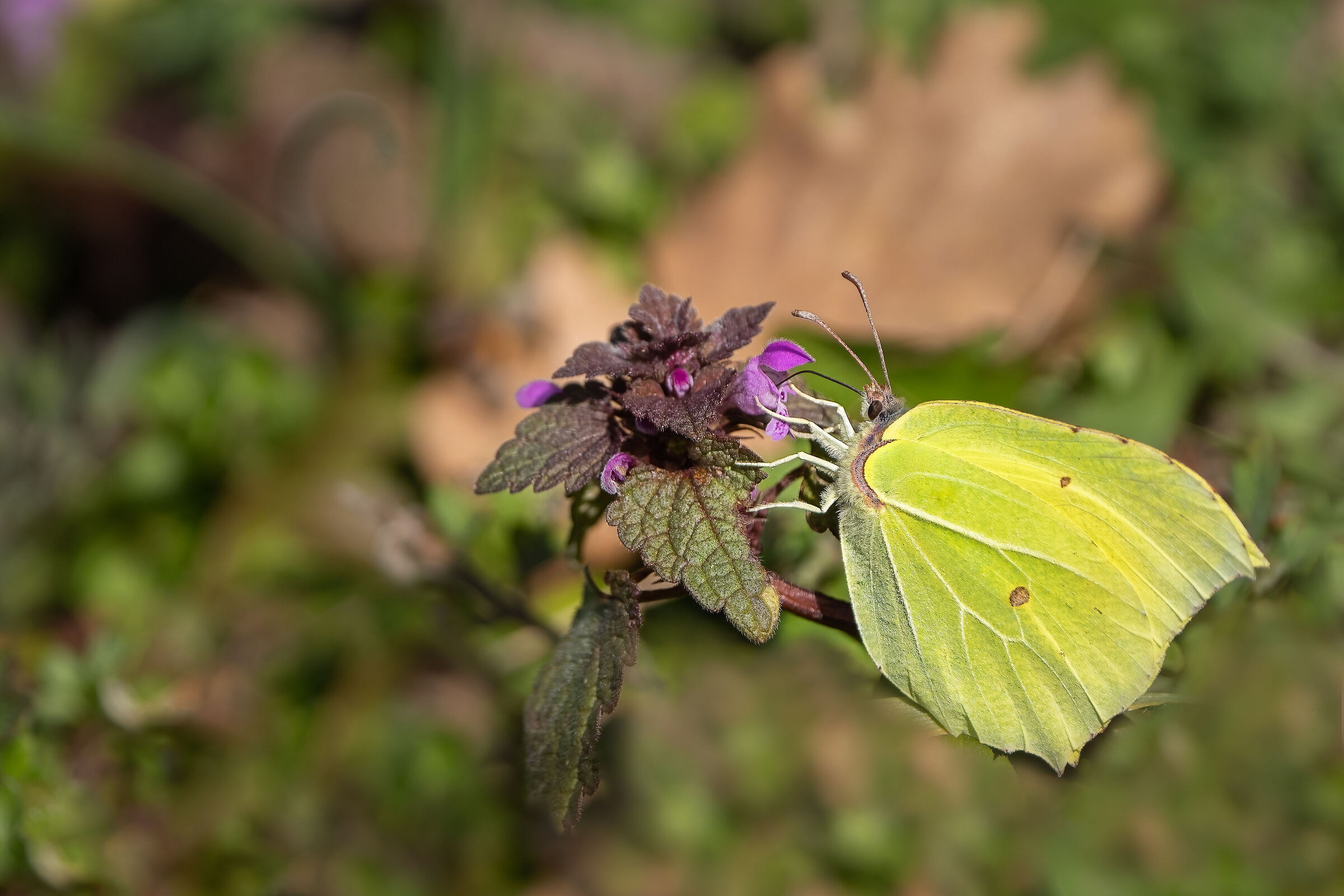 Cedronella (February 25, 2023)