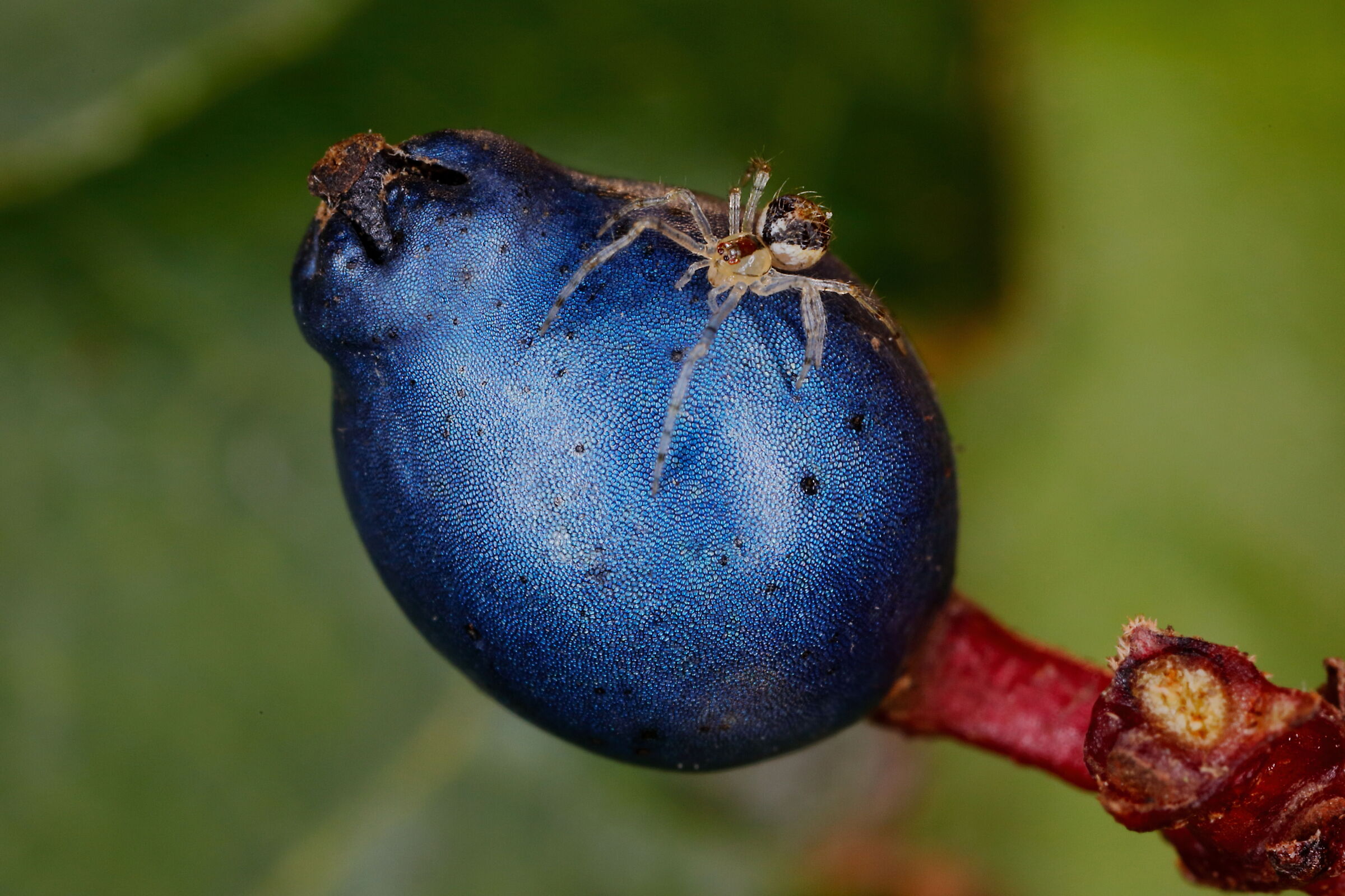 A very small spider on Viburnum berries