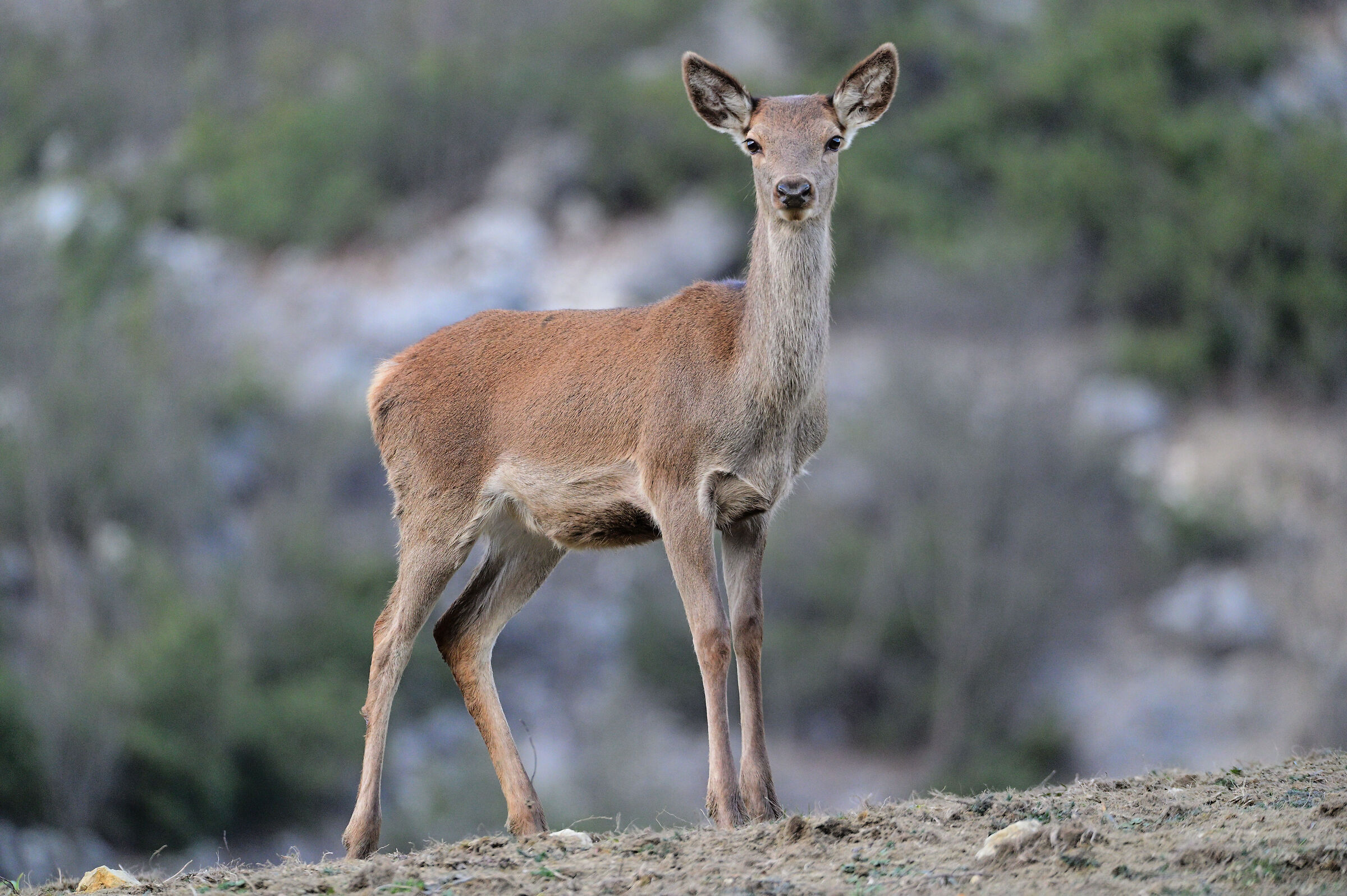 Curious deer 2