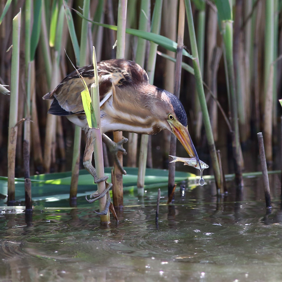 Lunch of the Little Bittern