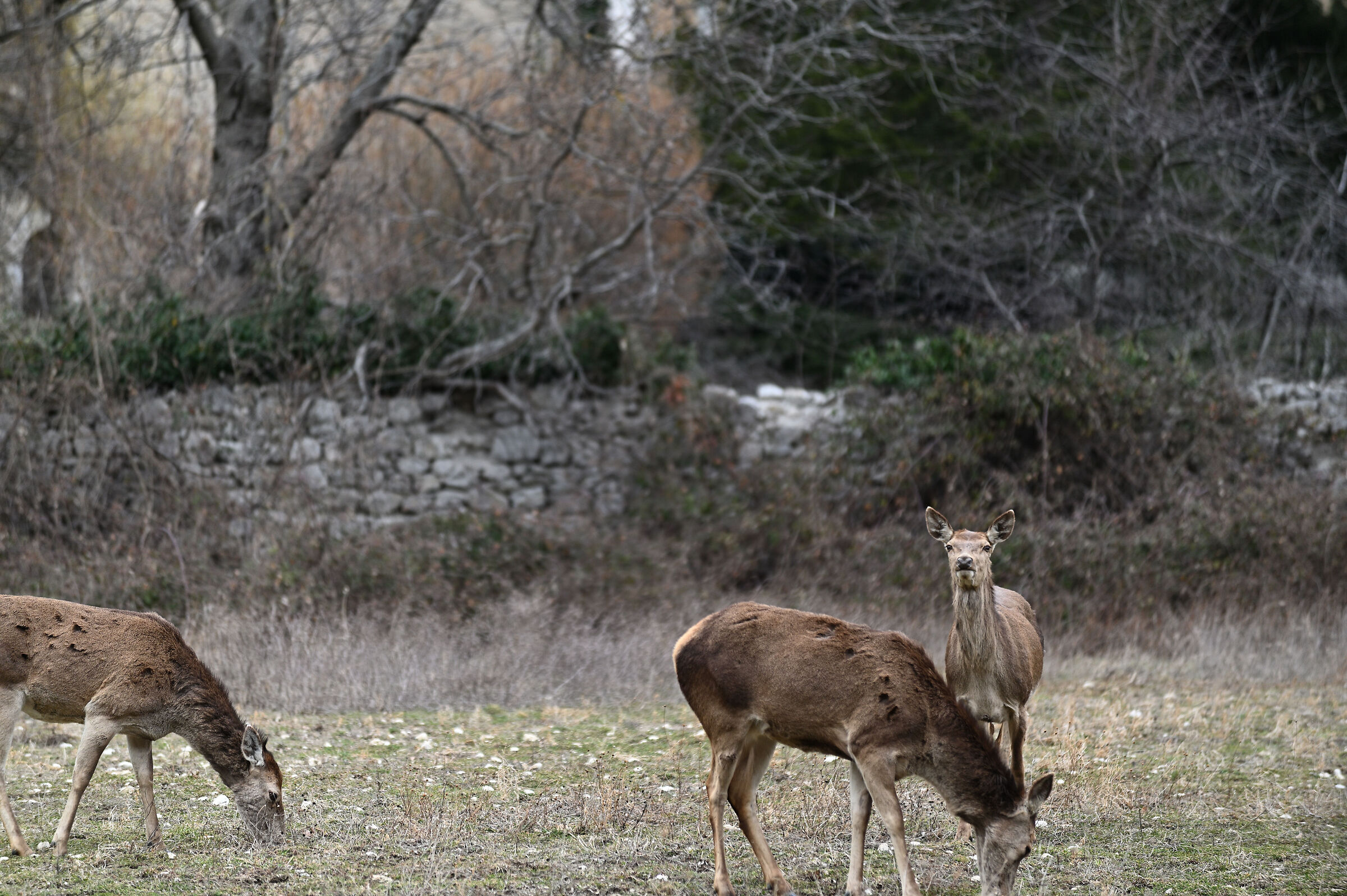 Deer in group
