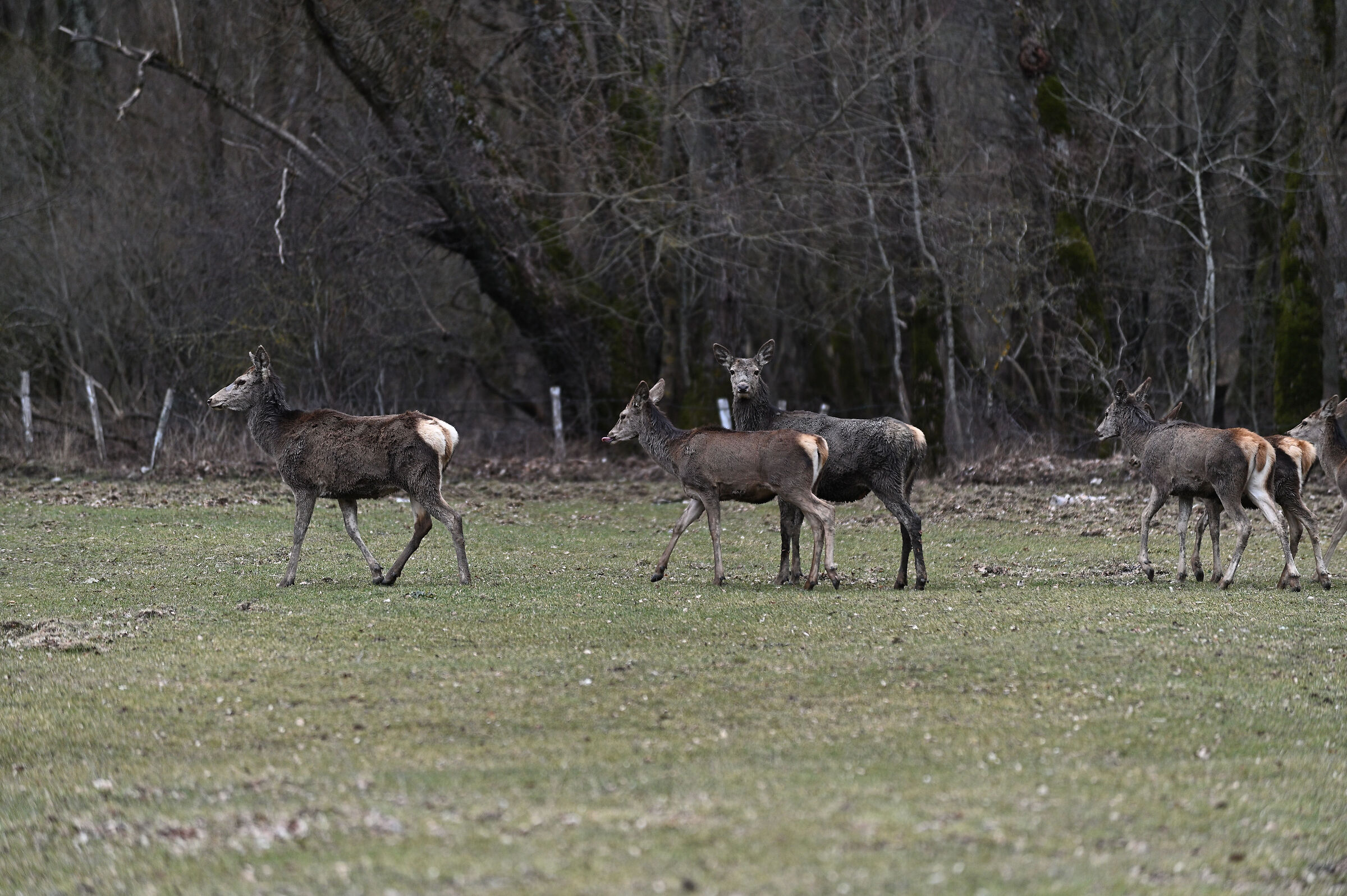 Deer in group 2