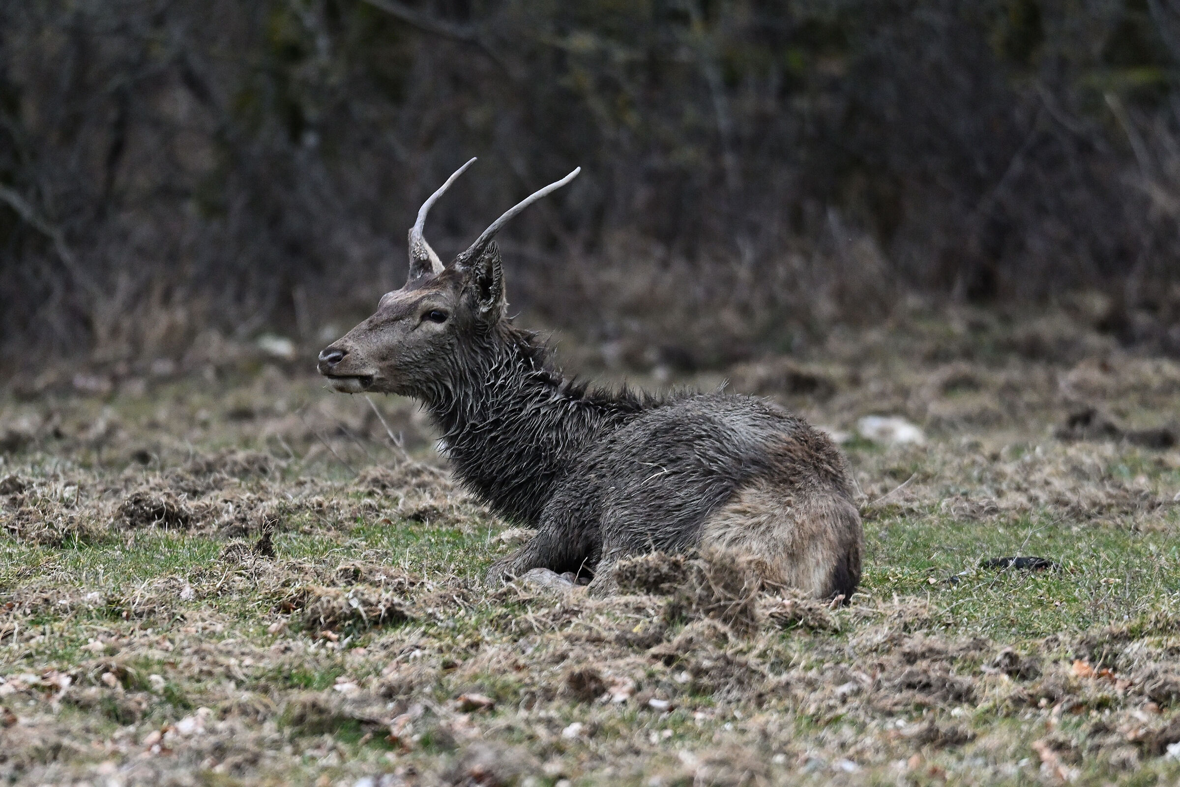 Solitary deer