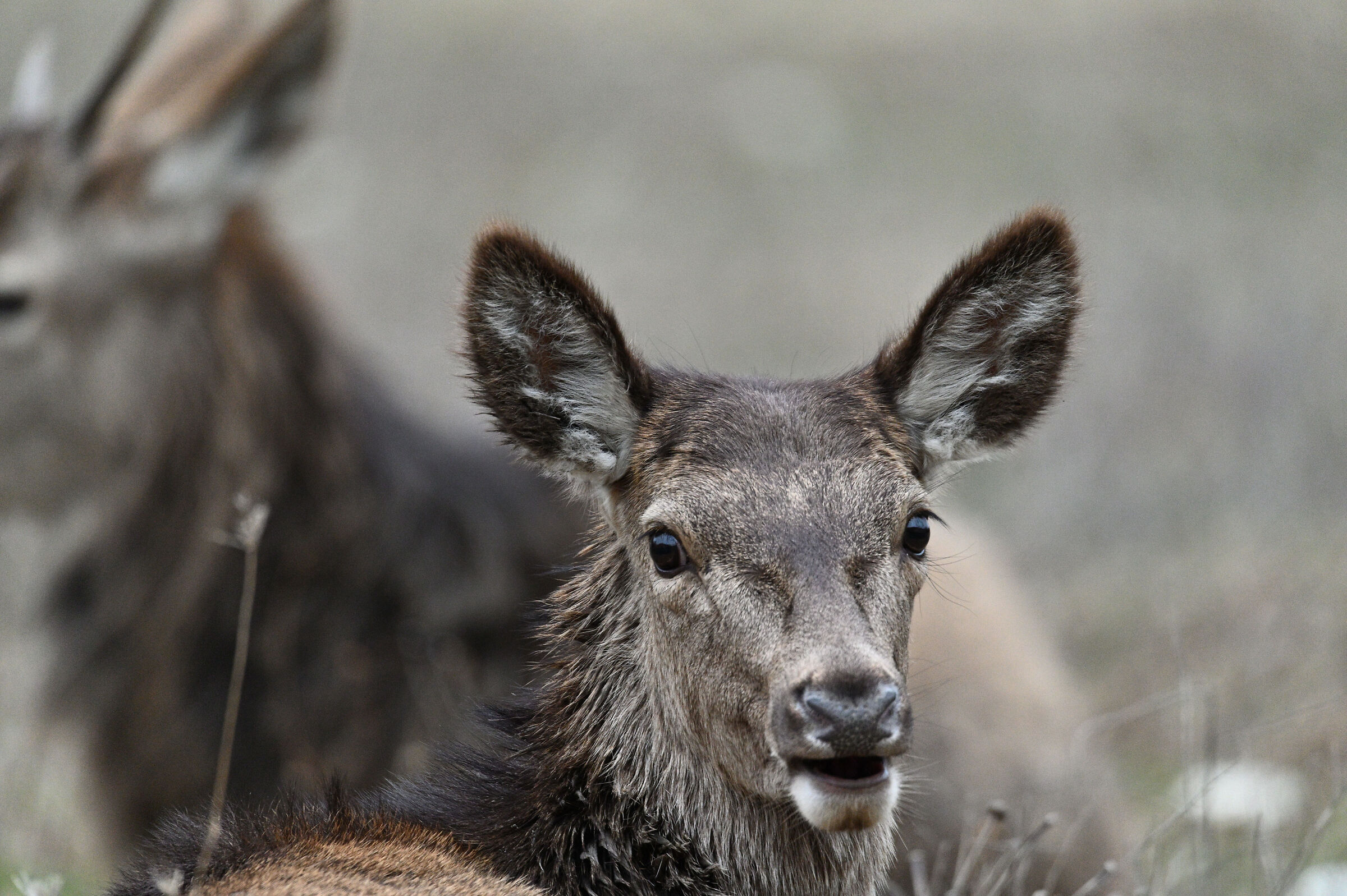 Head detail 1
