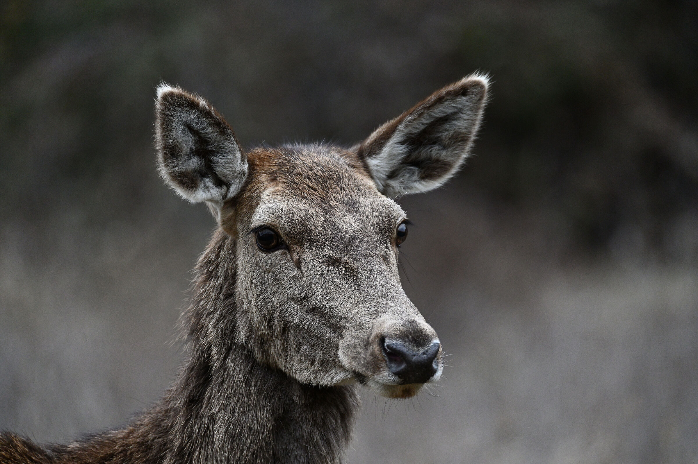 Head detail 2