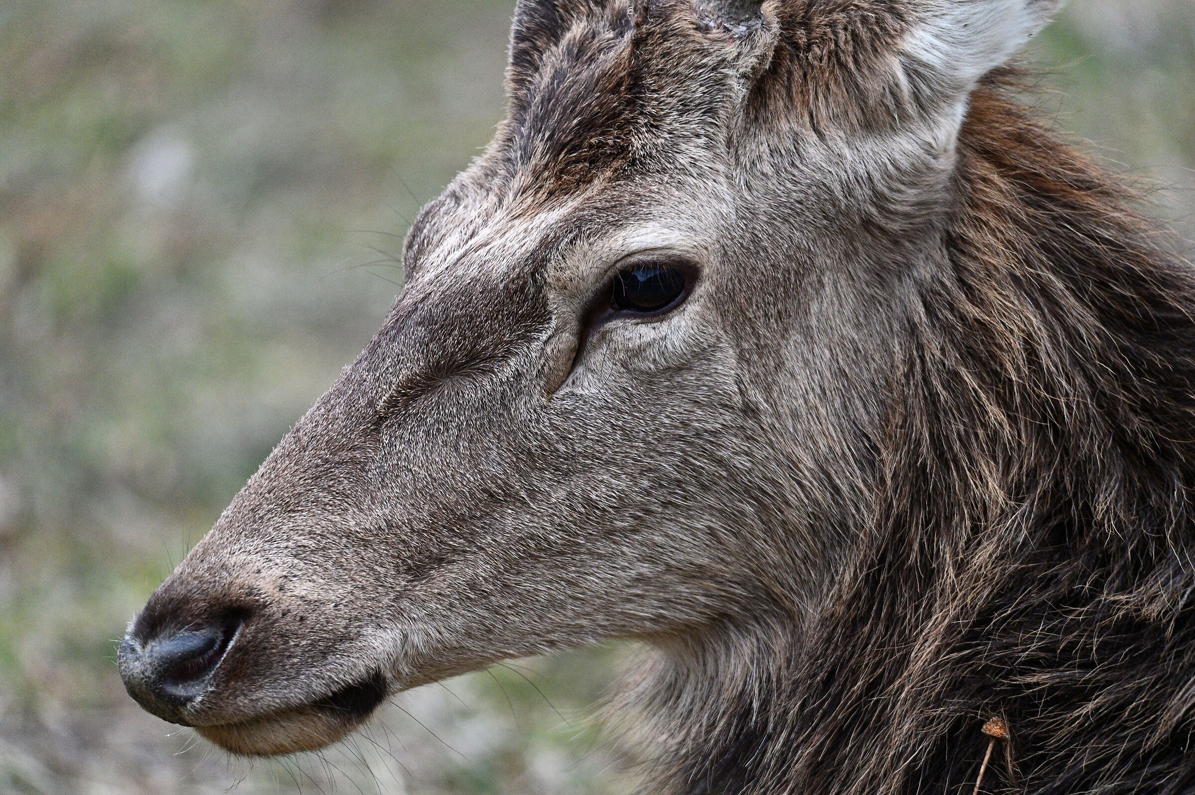 Head detail 3