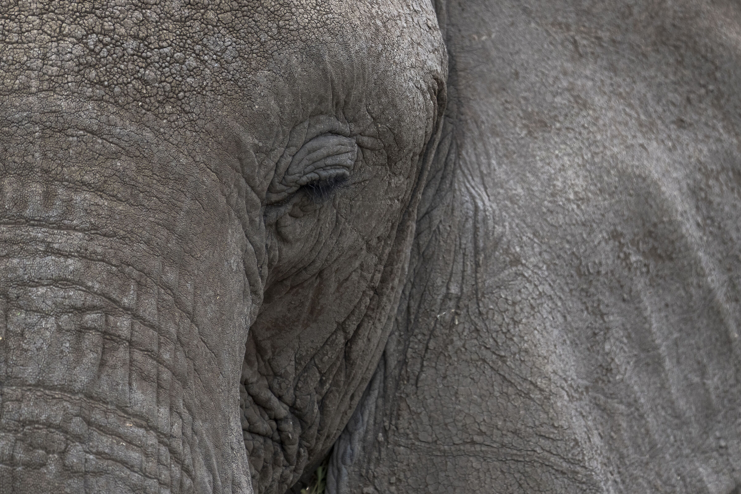 Elephant details