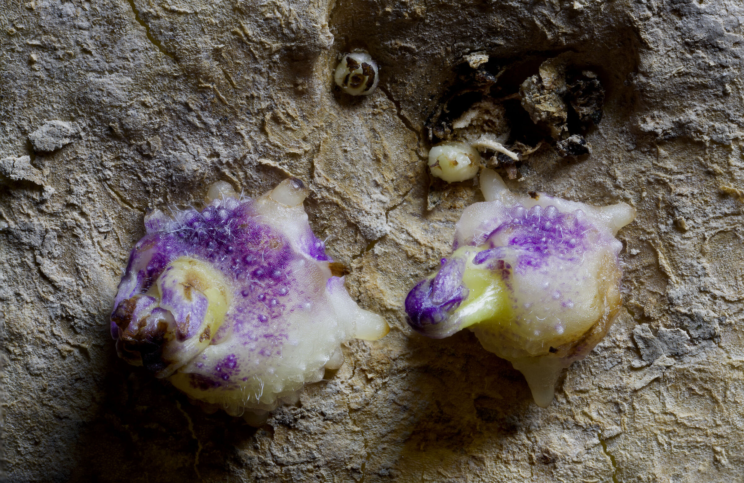 EXTRATERRESTRIAL SNAILS