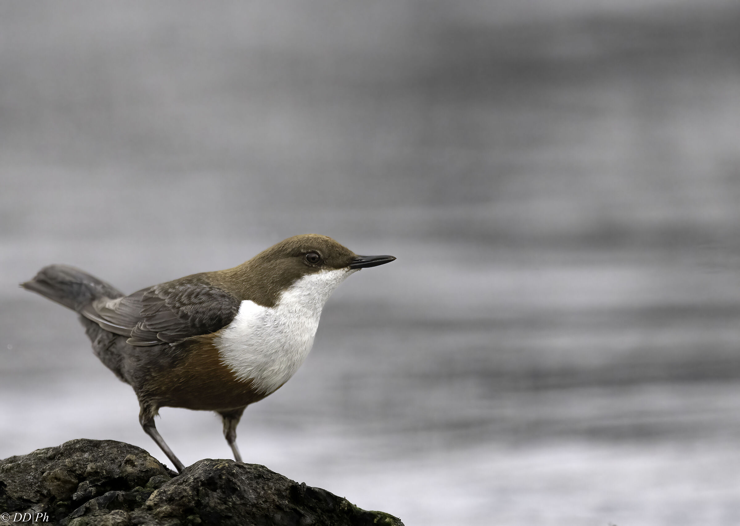 white-throated dipper
