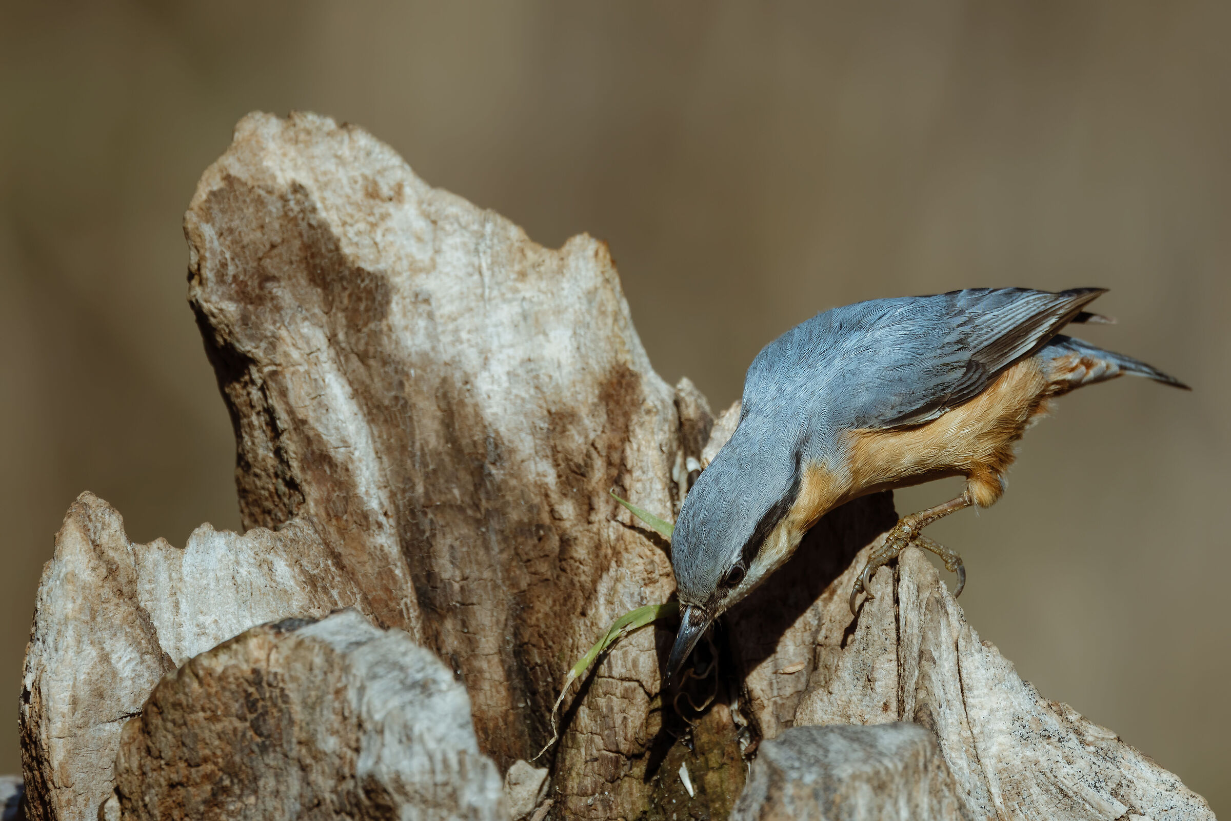 Sitta europaea