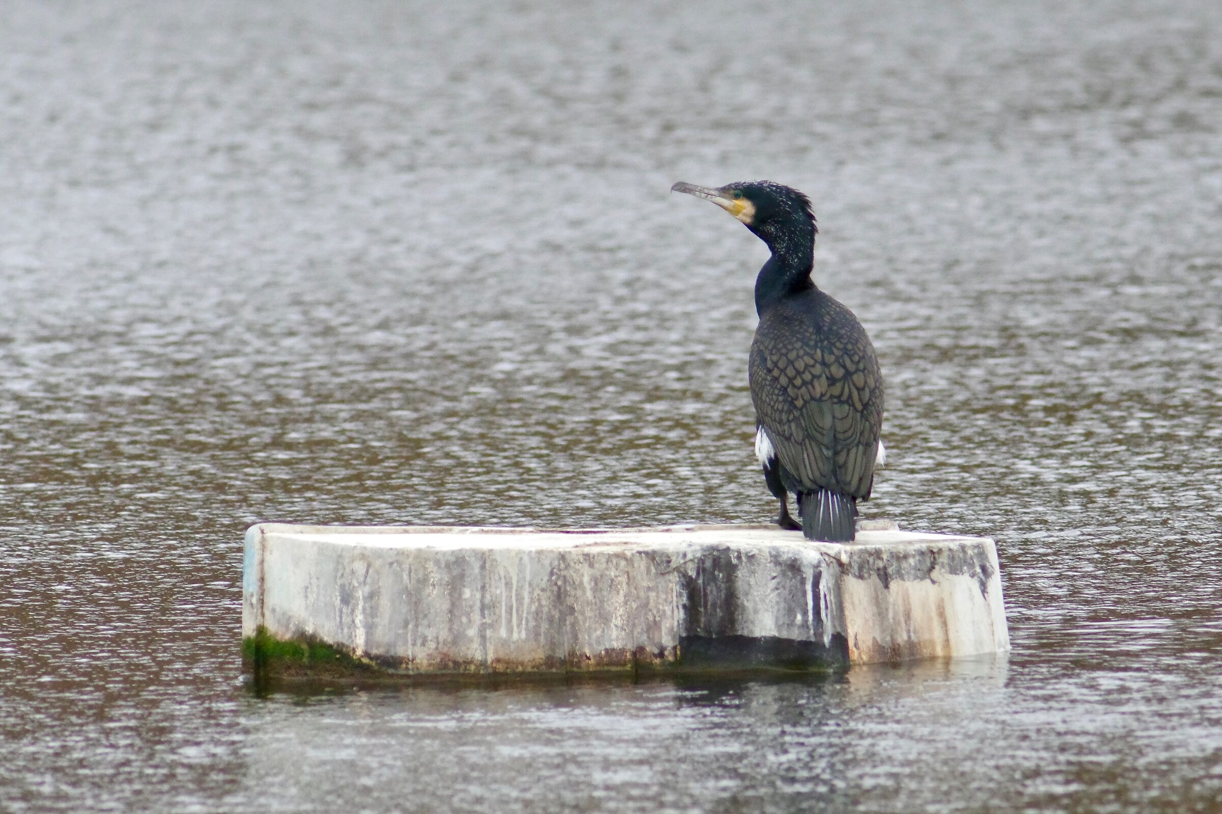 Cormorant