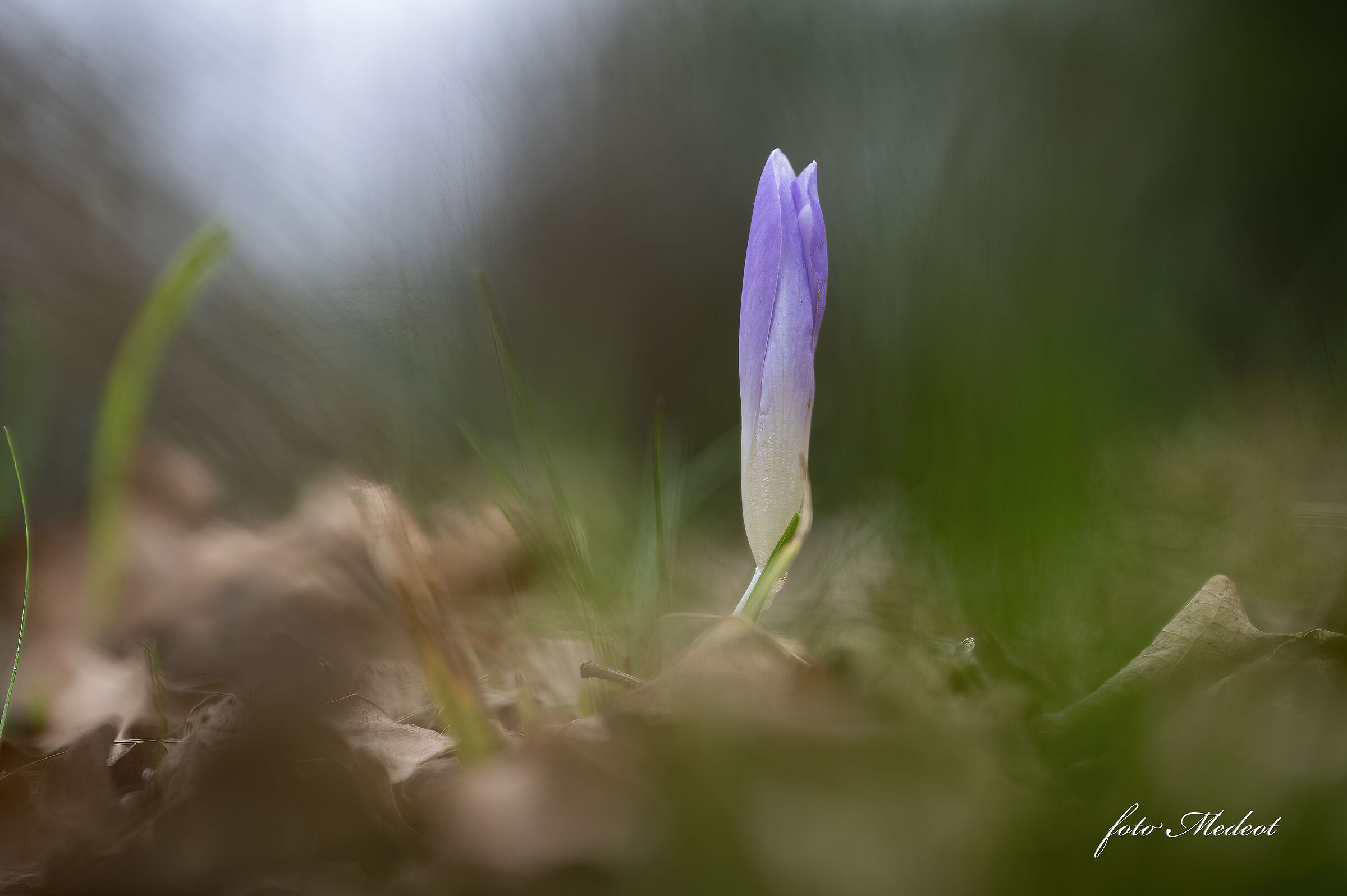 Crocus solitario