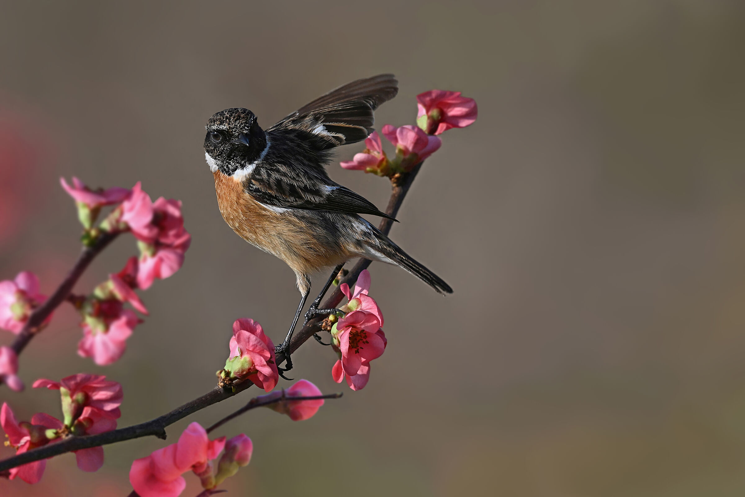 Anticipo di Primavera