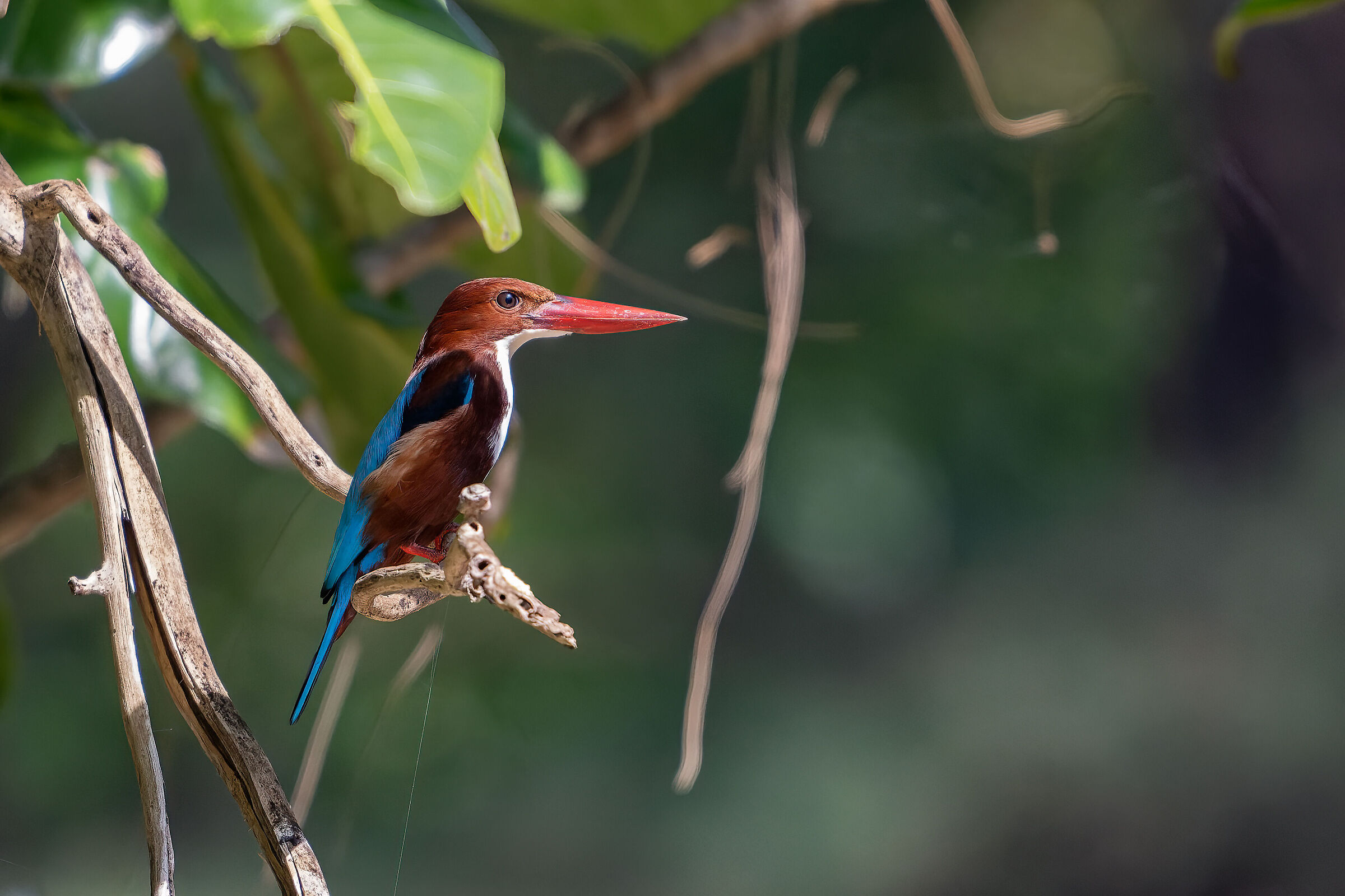 White throat kingfisher