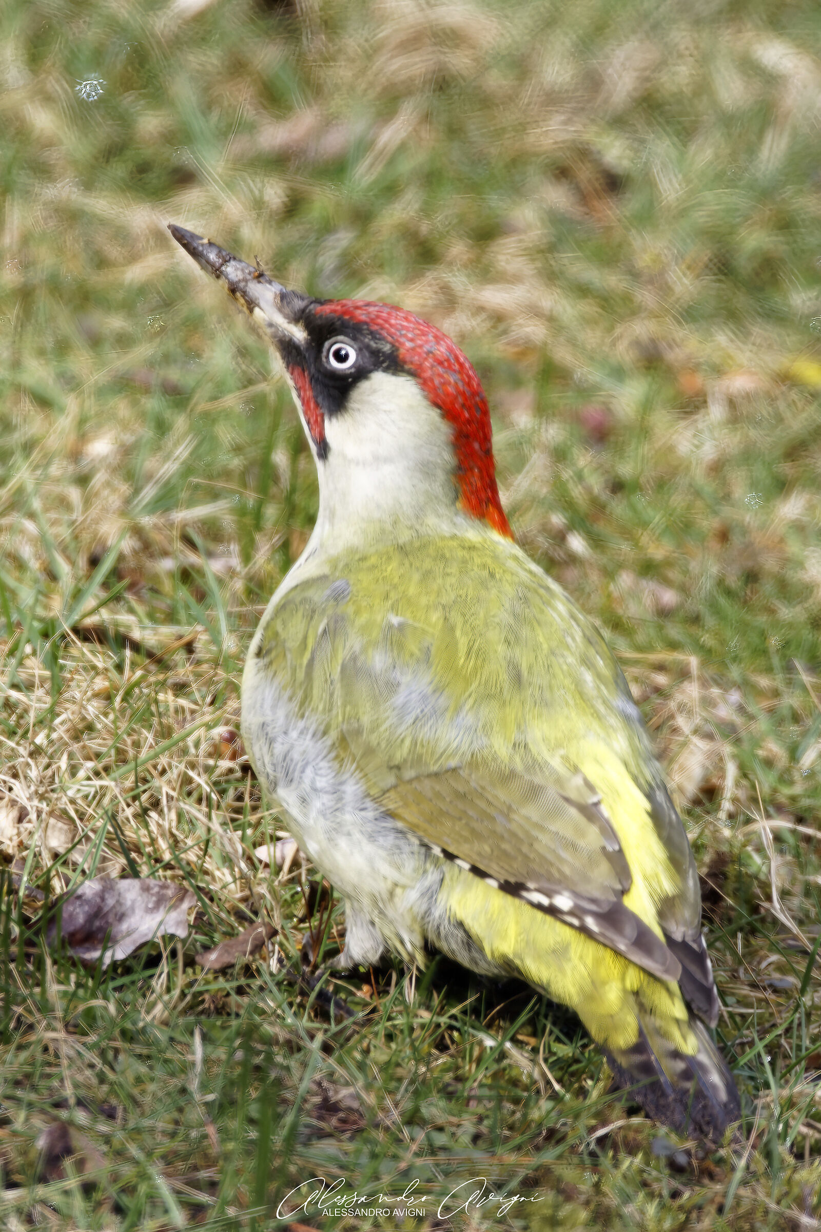 Picchio Verde