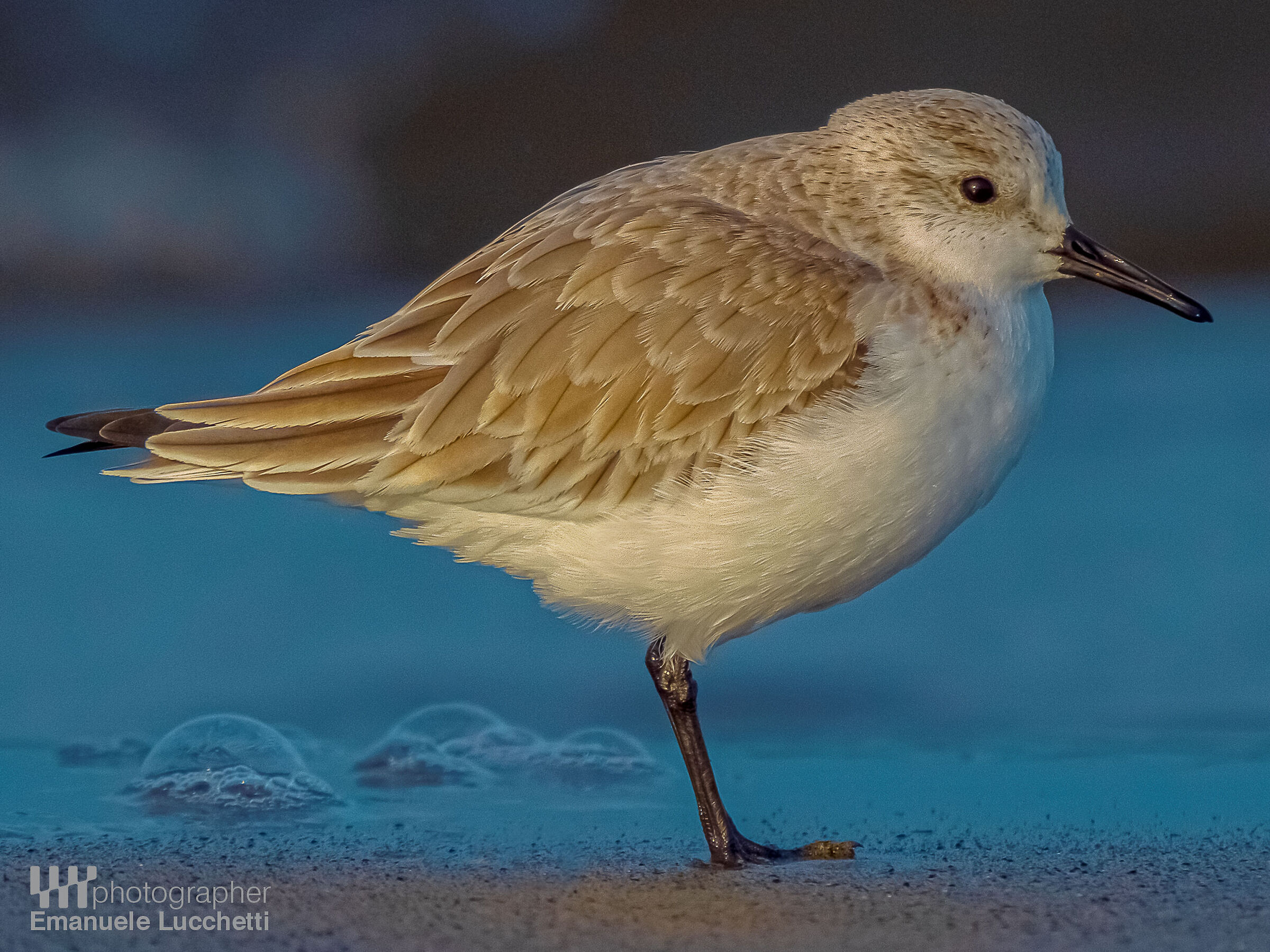 Piovanello tridattilo