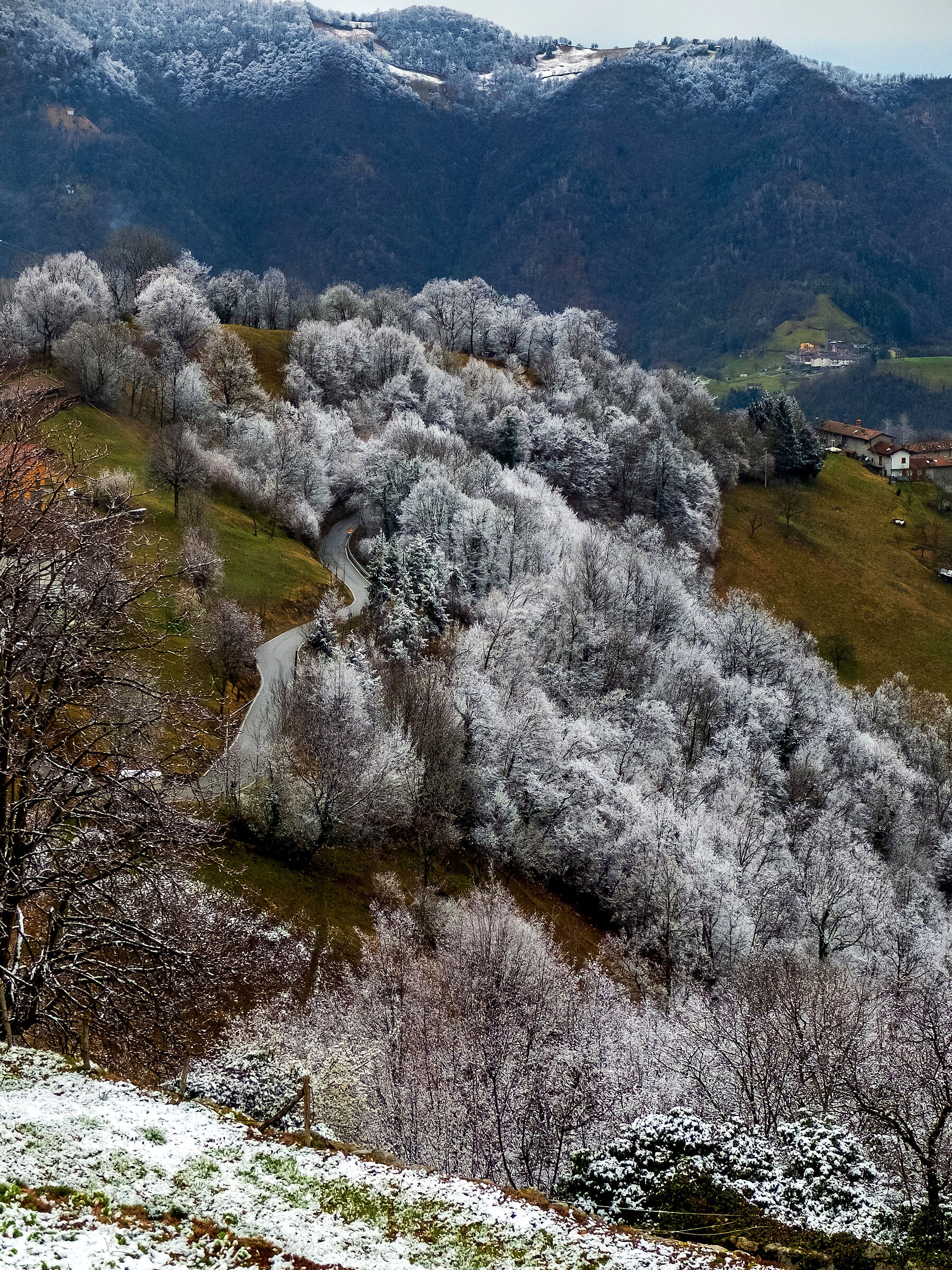 foglie di neve