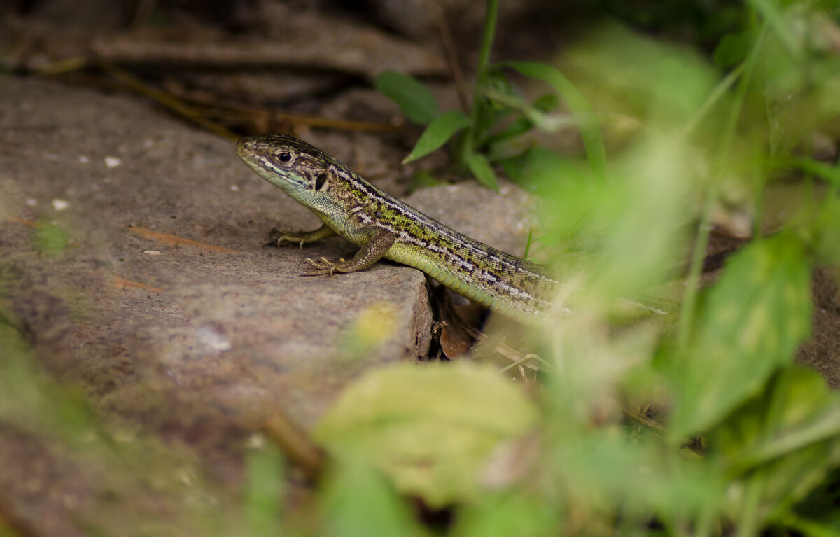 Lacerta bilineata femmina