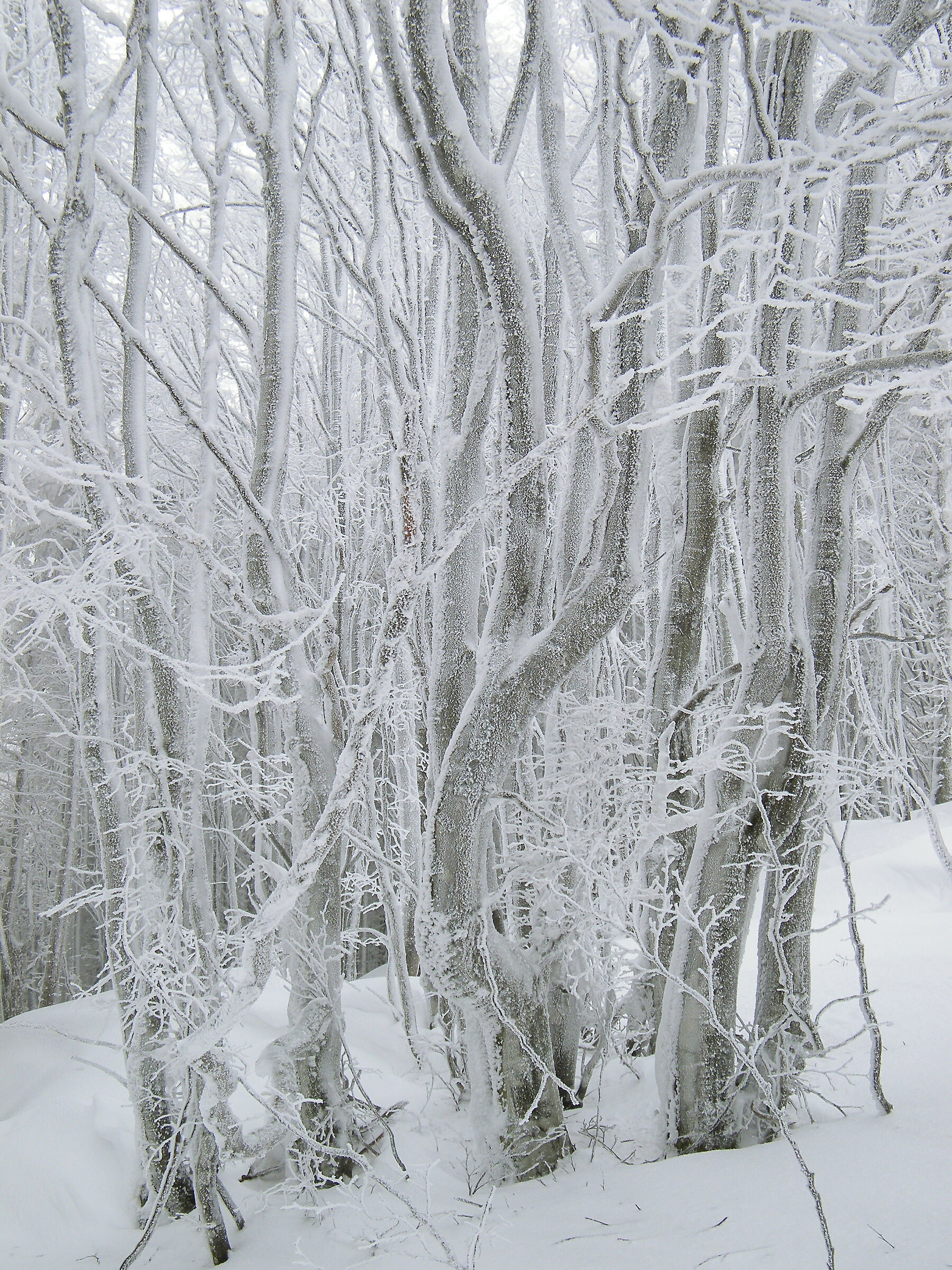 The Galaverna, when humidity and frost give spectacle