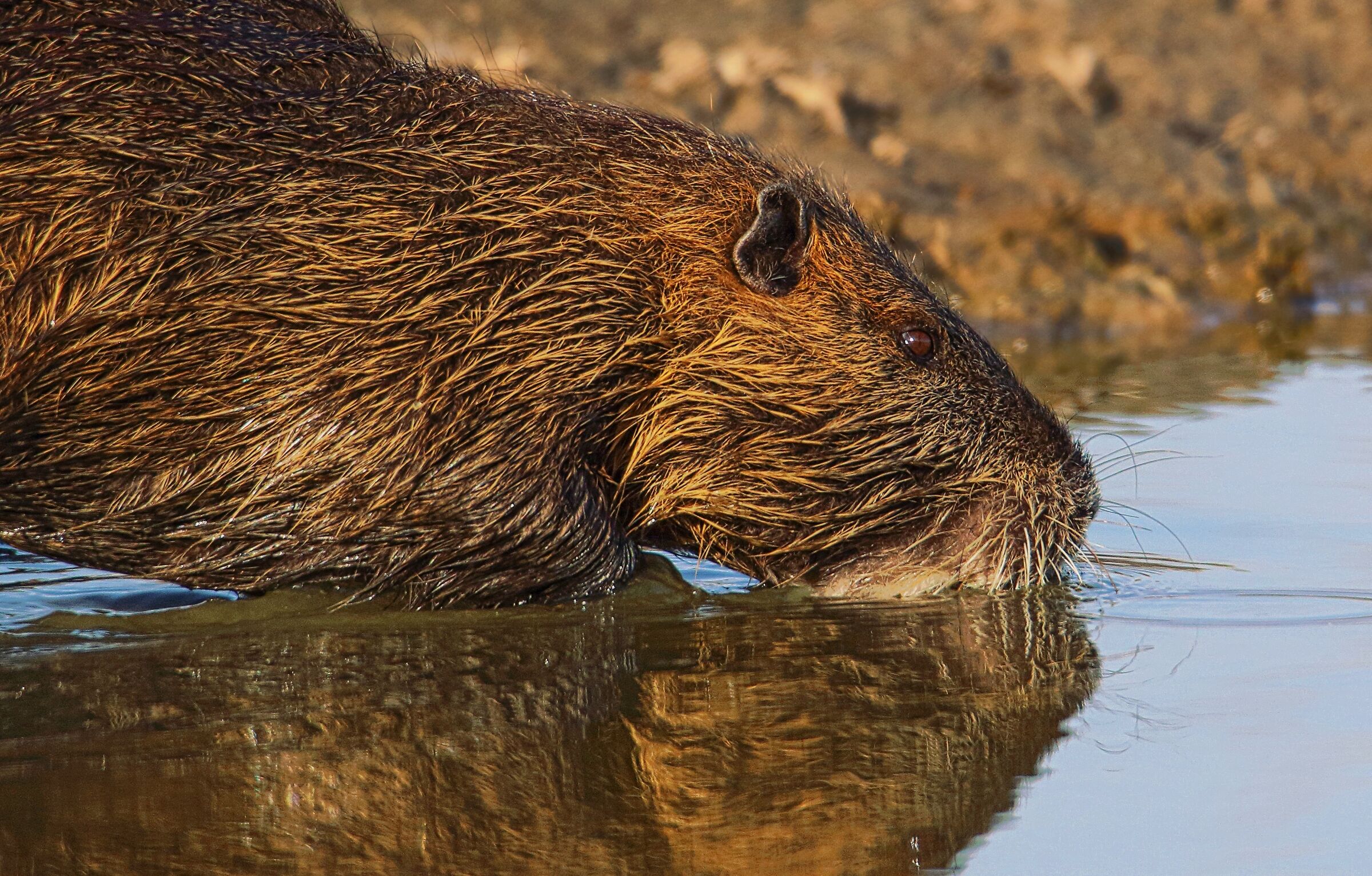 L'ora della nutria