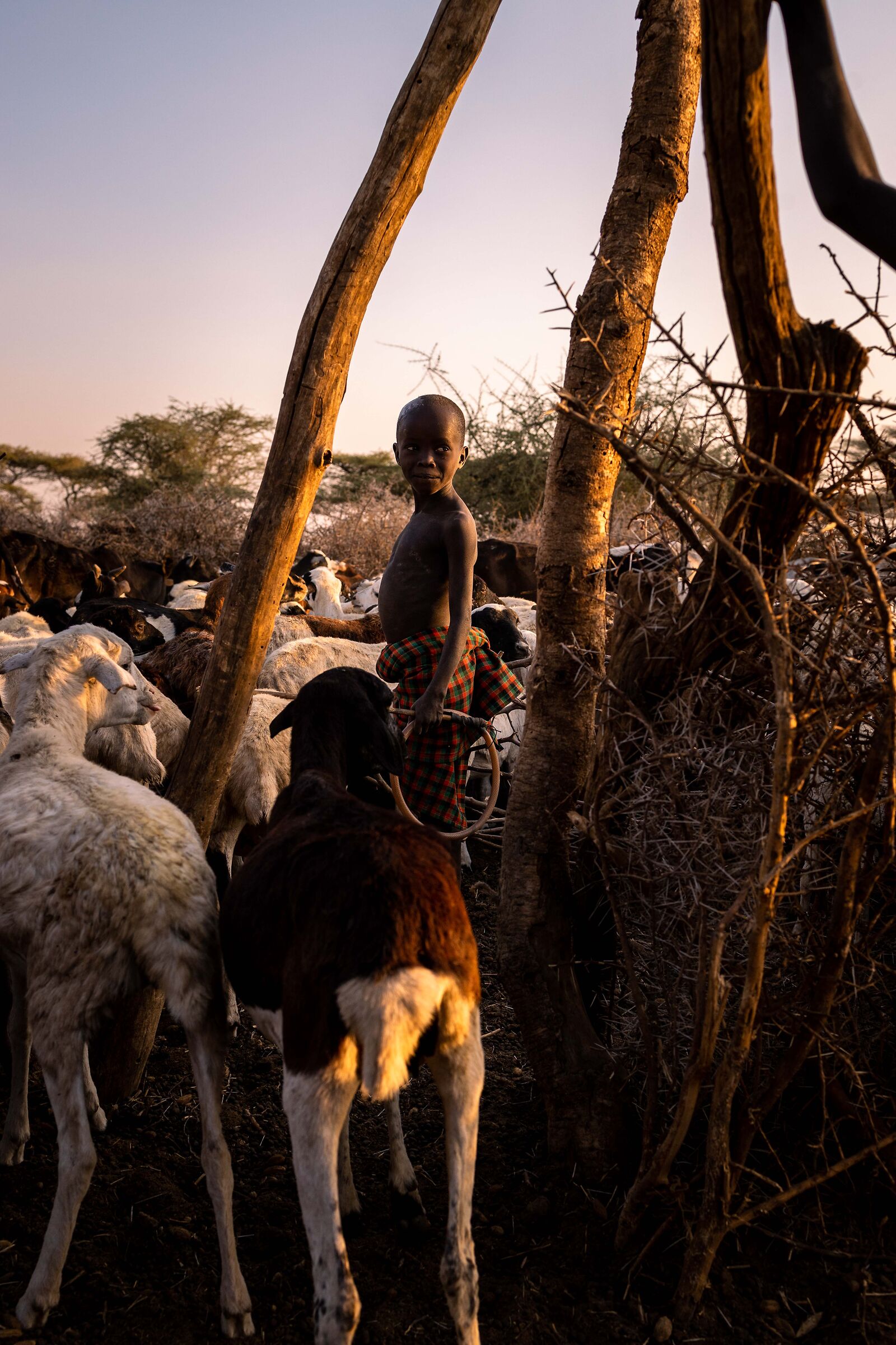 Young shepherd of goats and sheep