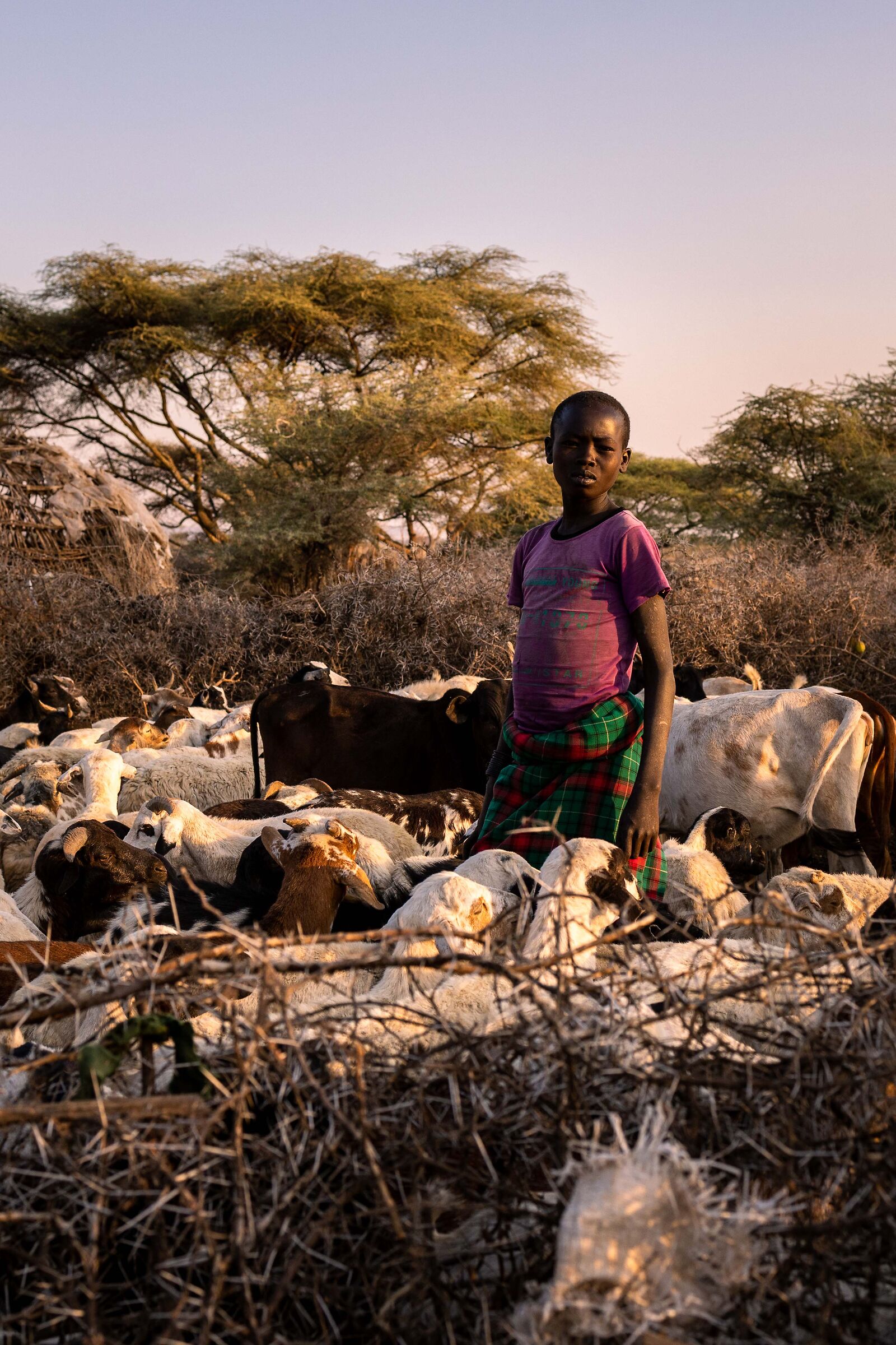 Young shepherd inside the kraal