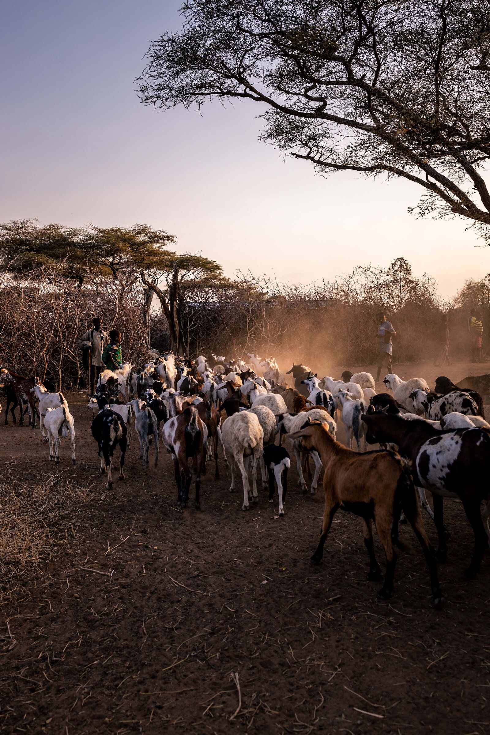 The animals return to the village