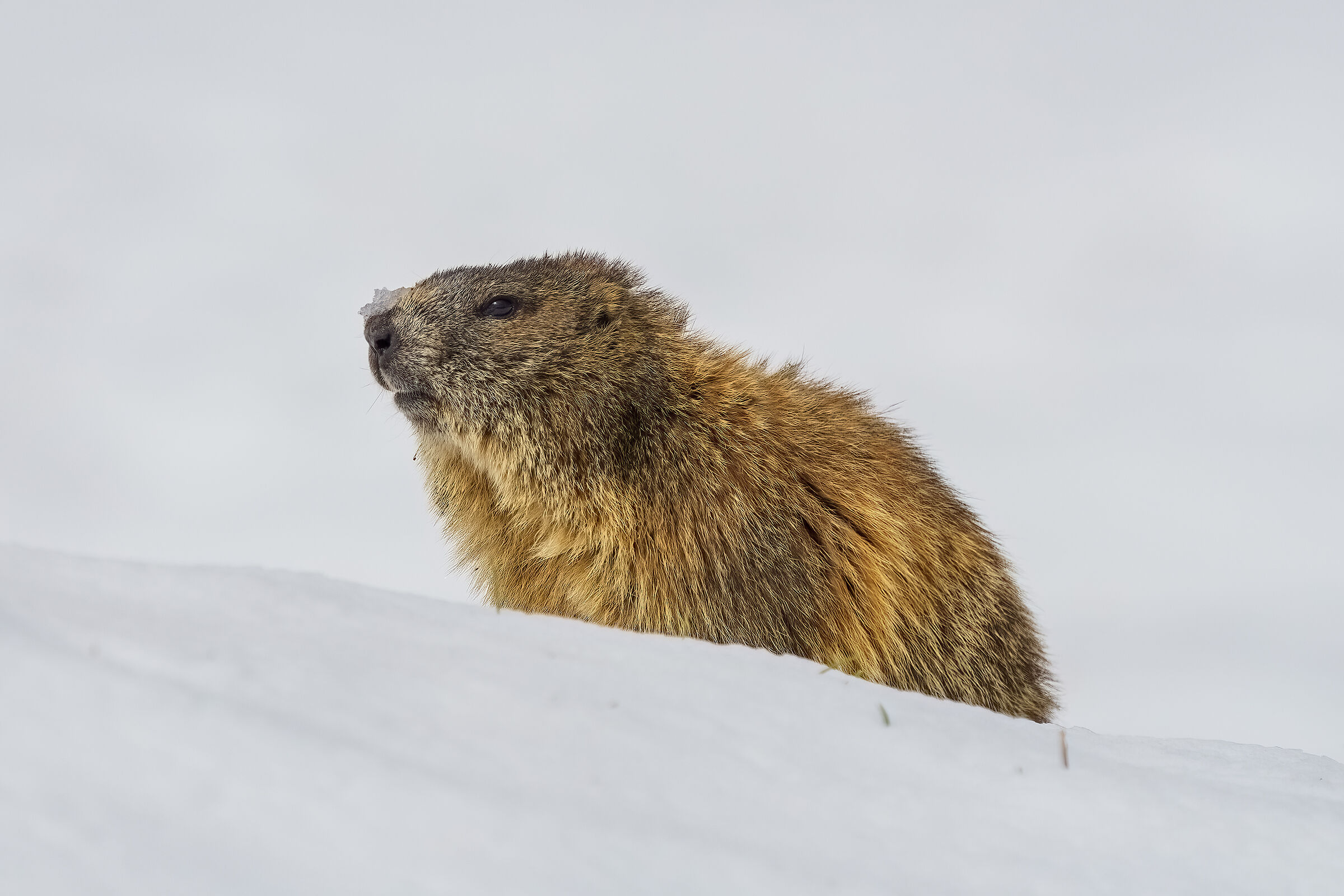 Marmotta