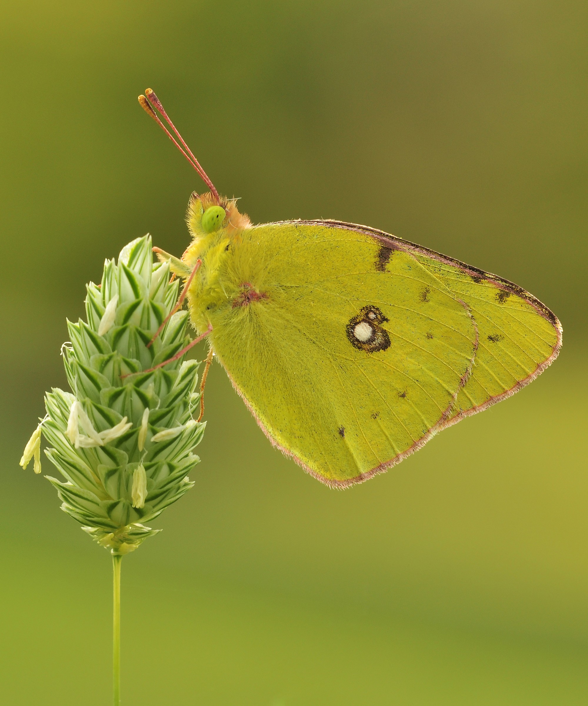 Colias Crocea
