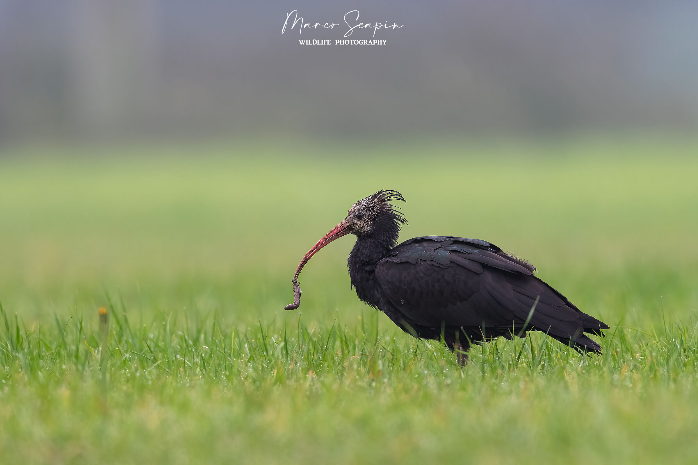 Ibis Hermit